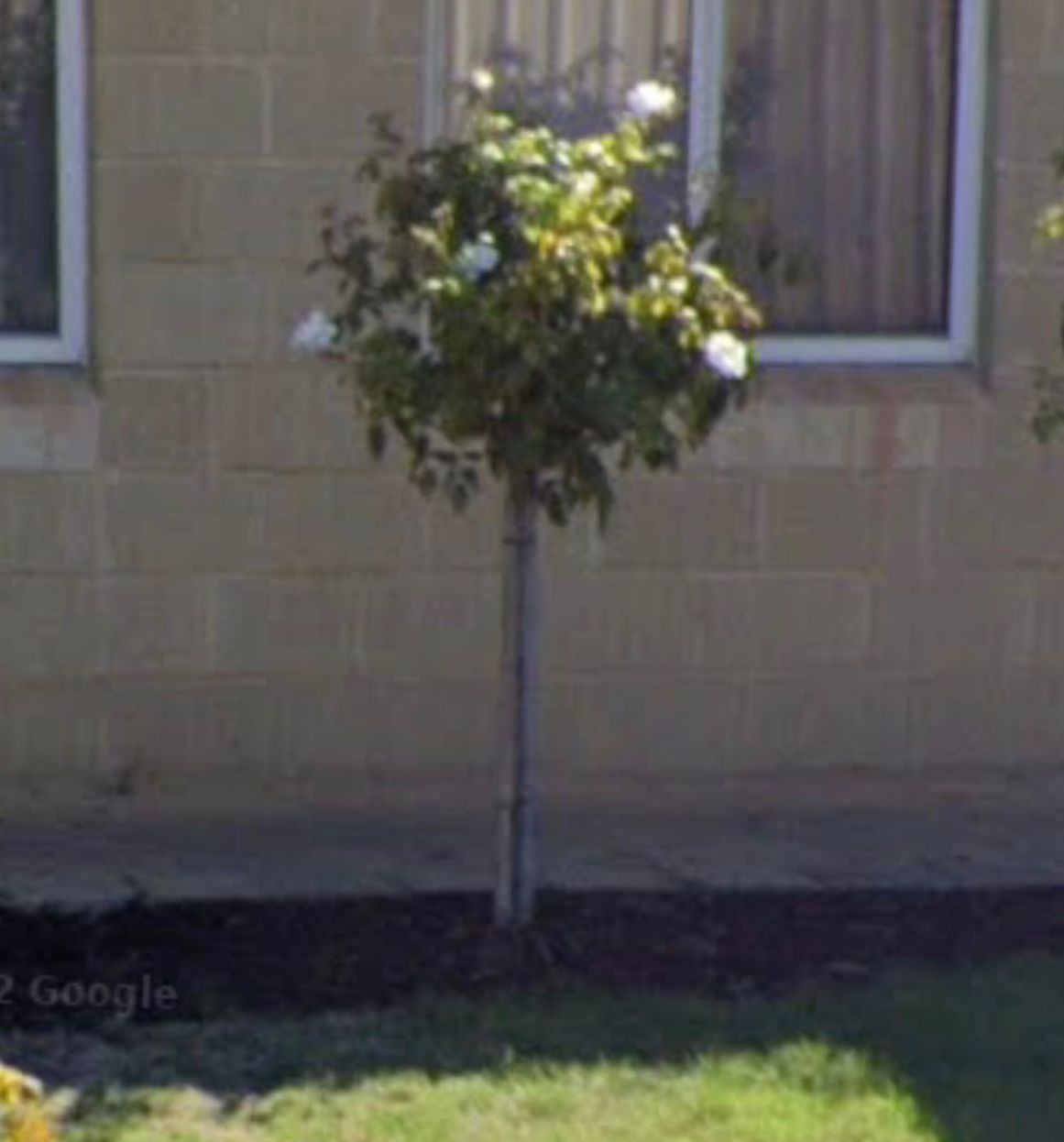 Why are some of my rose bushes dying? Bunnings community