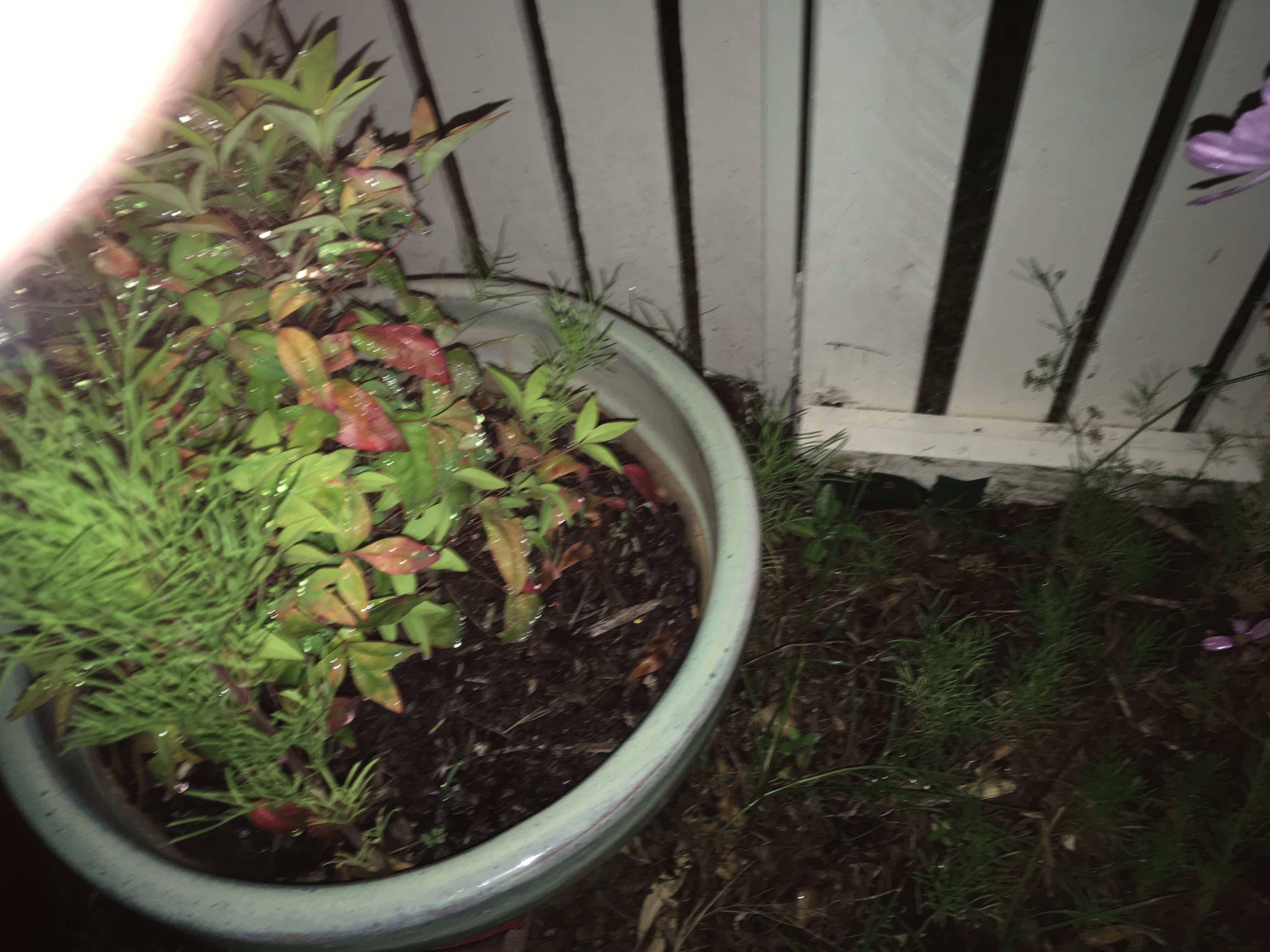 How to repair front picket fence posts? Bunnings community