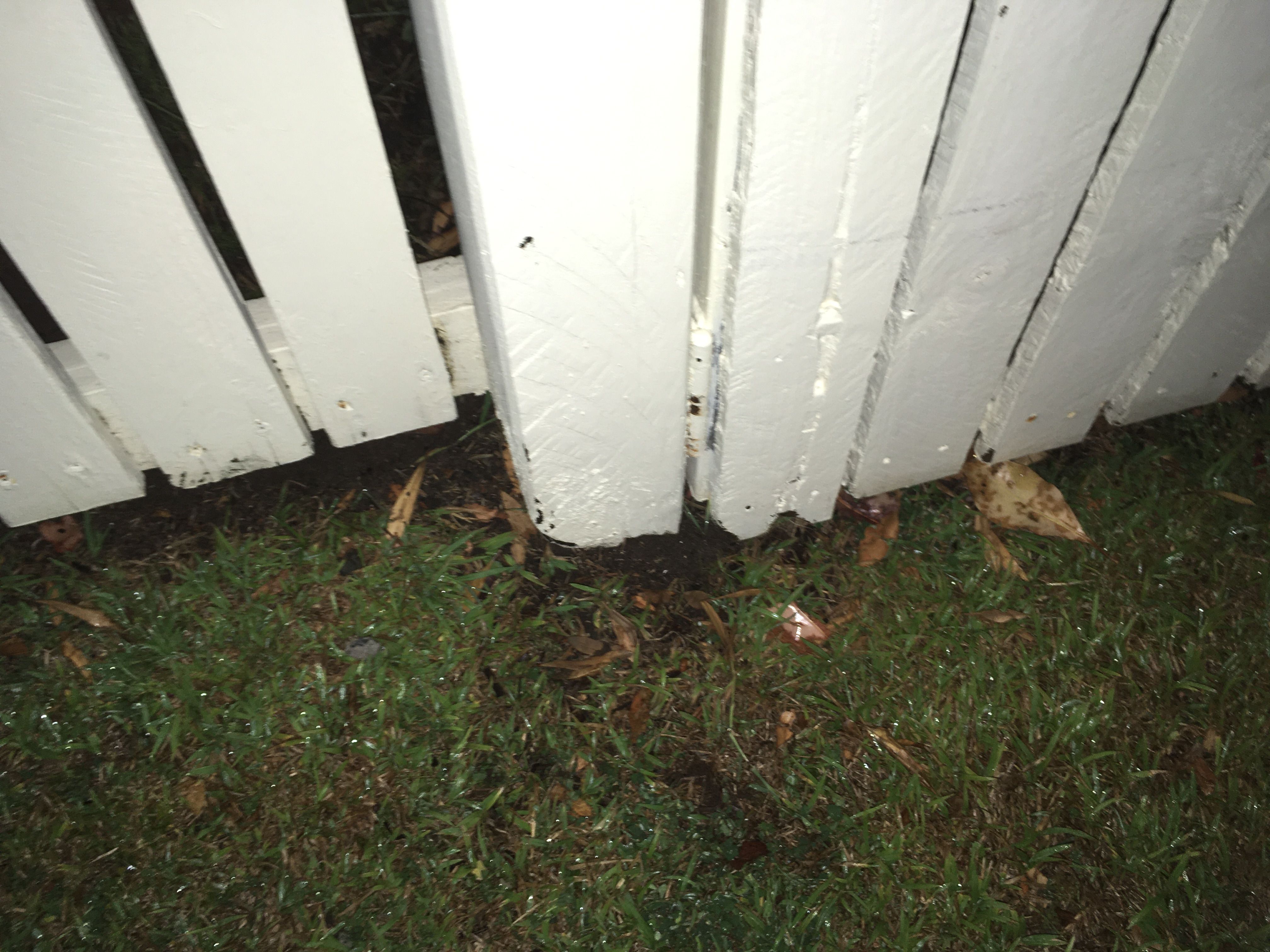 How to repair front picket fence posts? Bunnings community