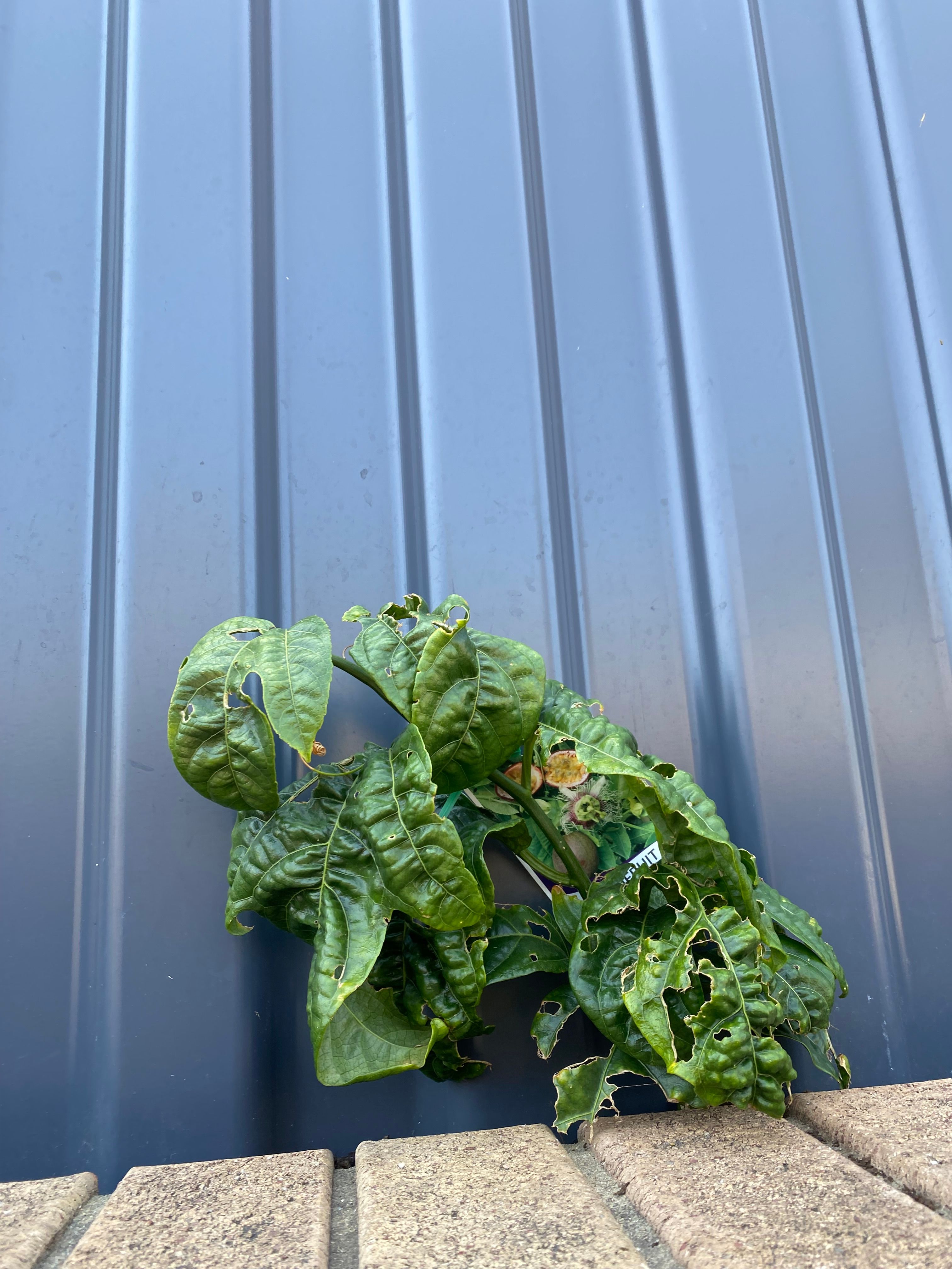 Tips for newly planted passionfruit? Bunnings community