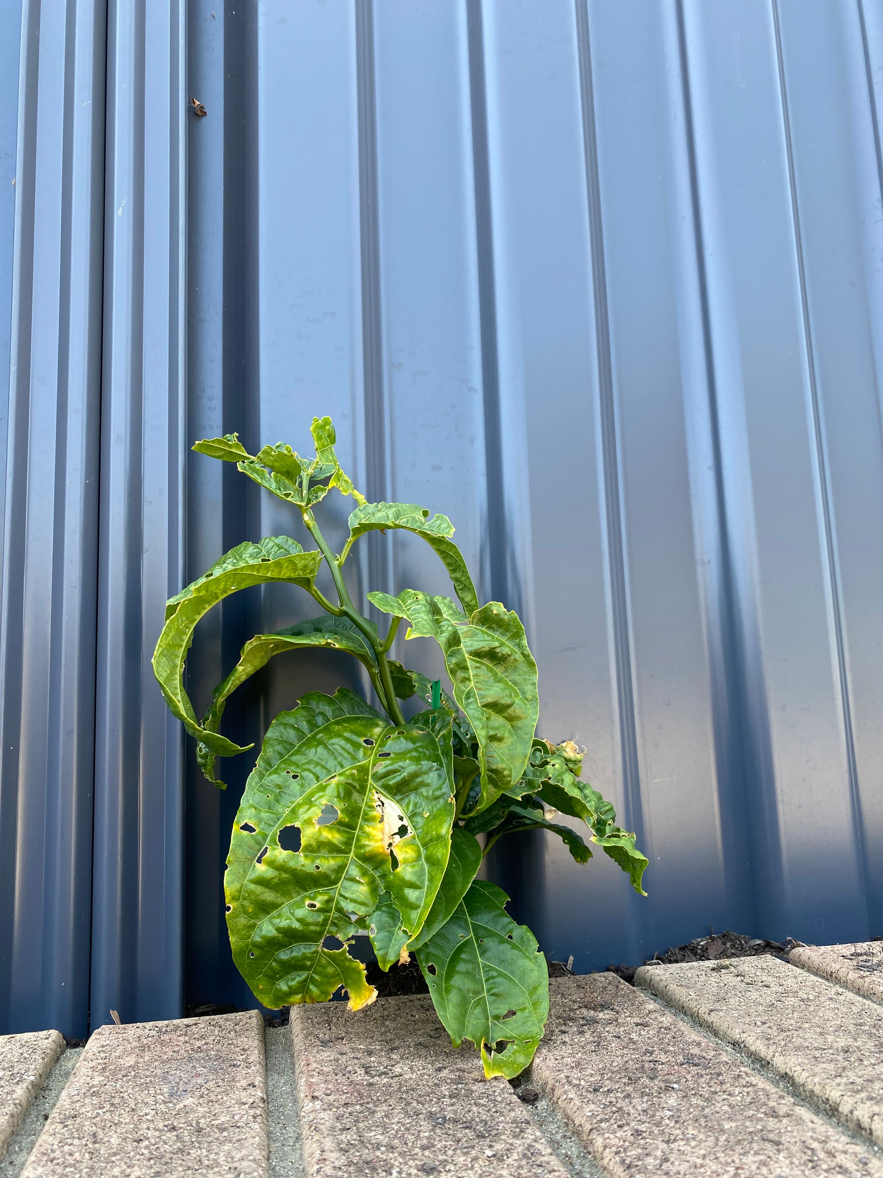 Tips for newly planted passionfruit? Bunnings community