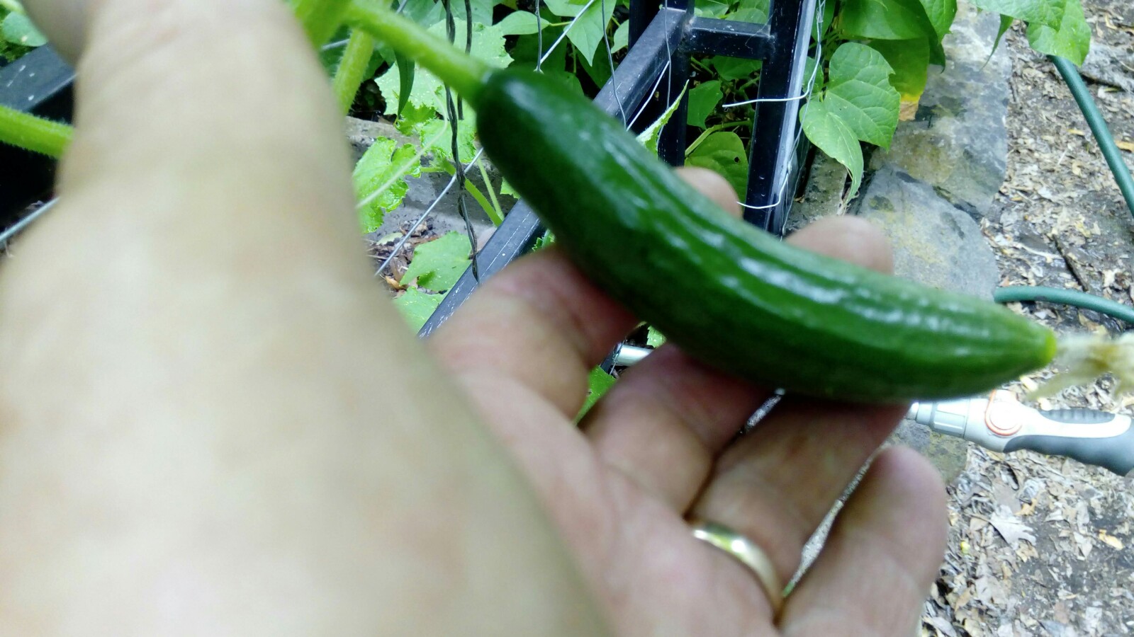Cucumbers Bunnings community