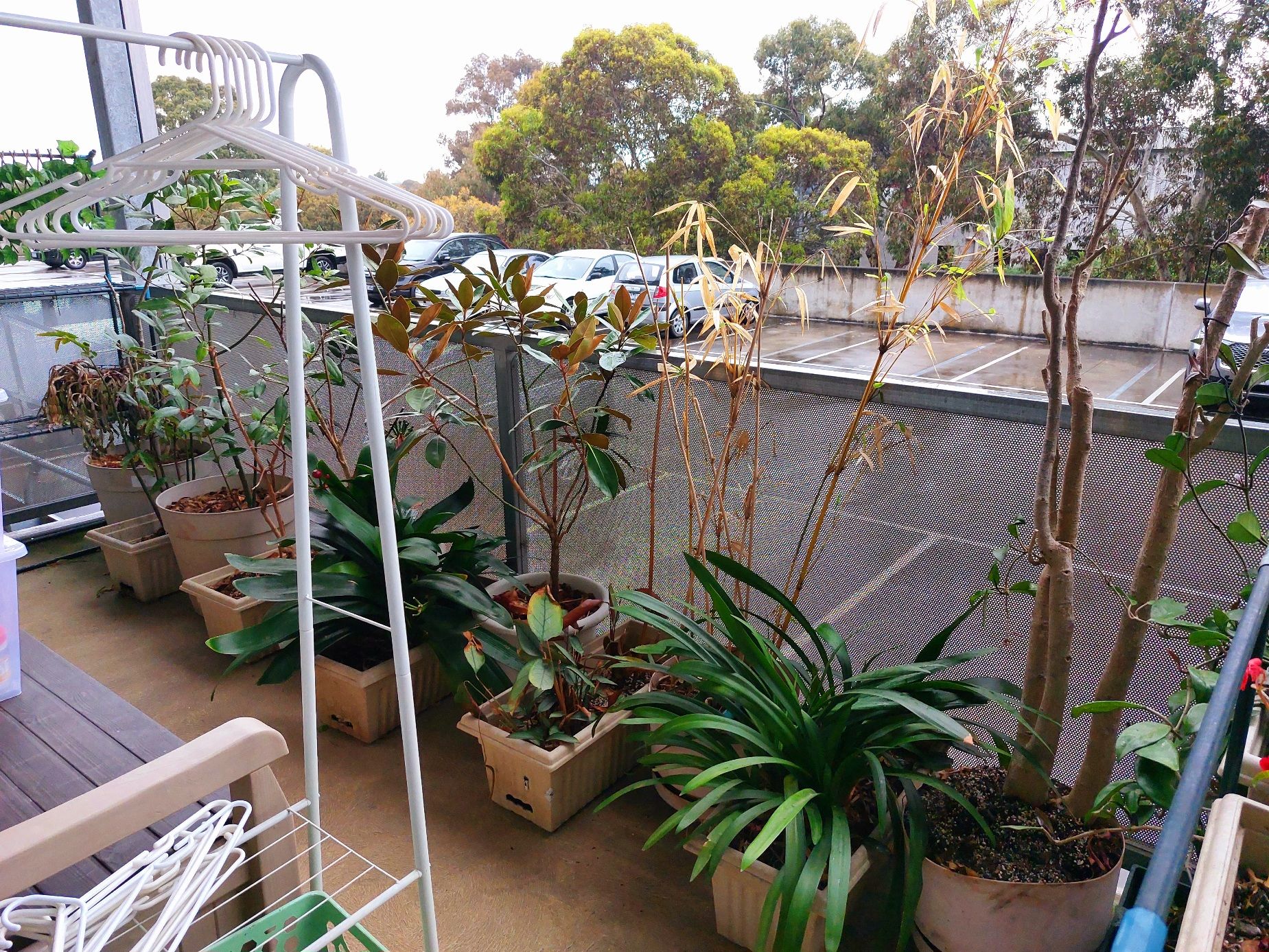 How to water plants on my balcony? Bunnings community