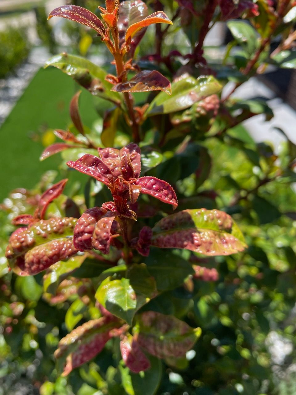 How to get rid of bugs on Lilly Pilly? Bunnings community