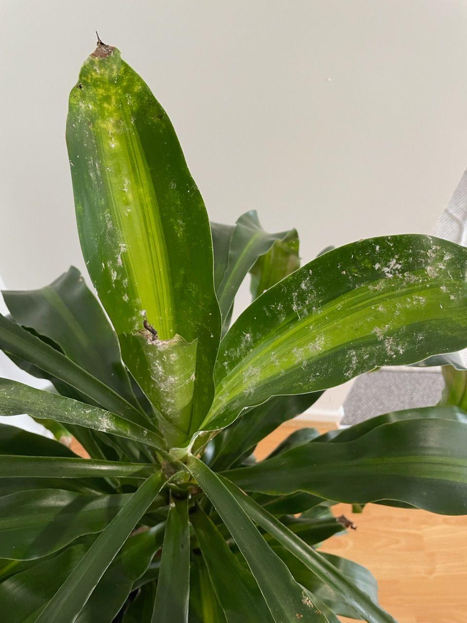 How to get rid of bugs on Lilly Pilly? Bunnings community