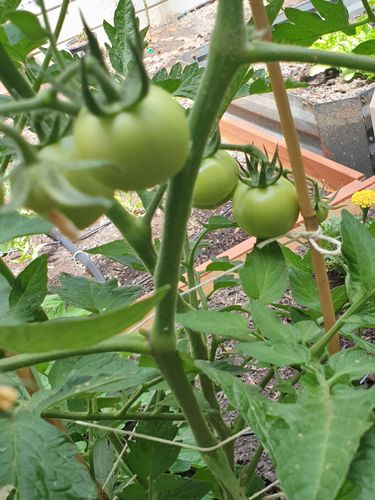 Tomatoes yet to ripen...