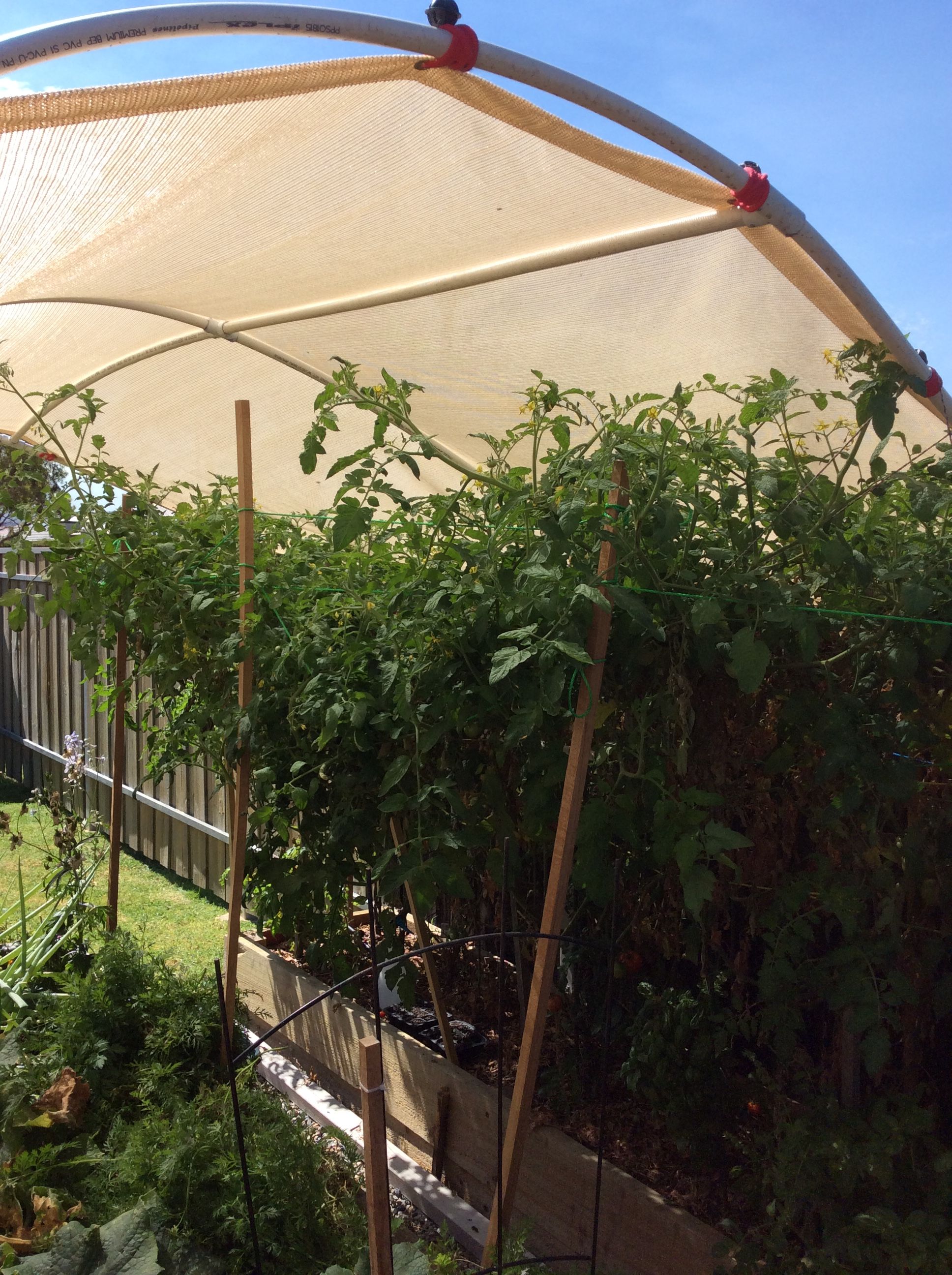 Value of shade growing veges in summer Bunnings community