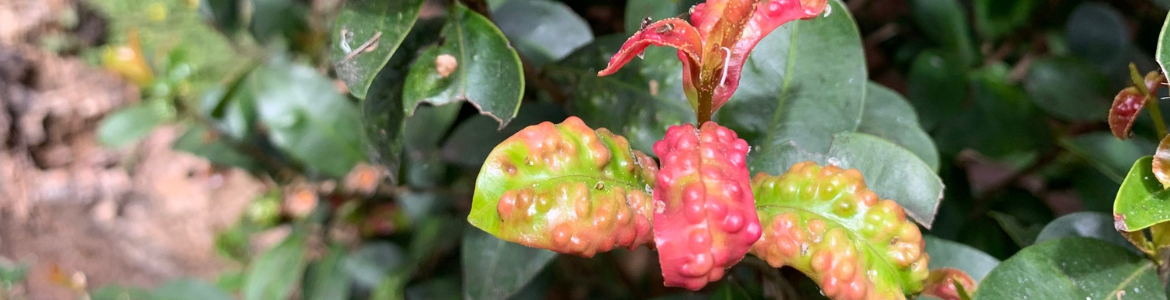 How to diagnose a sick lilly pilly.png