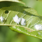 The white waxy psyllid nymphs