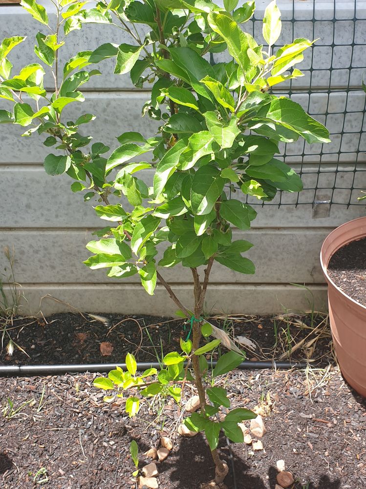 Apple Plant with issue