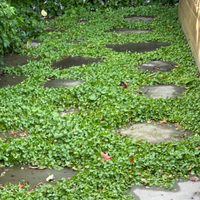 Bluestone rounds to replace lawn