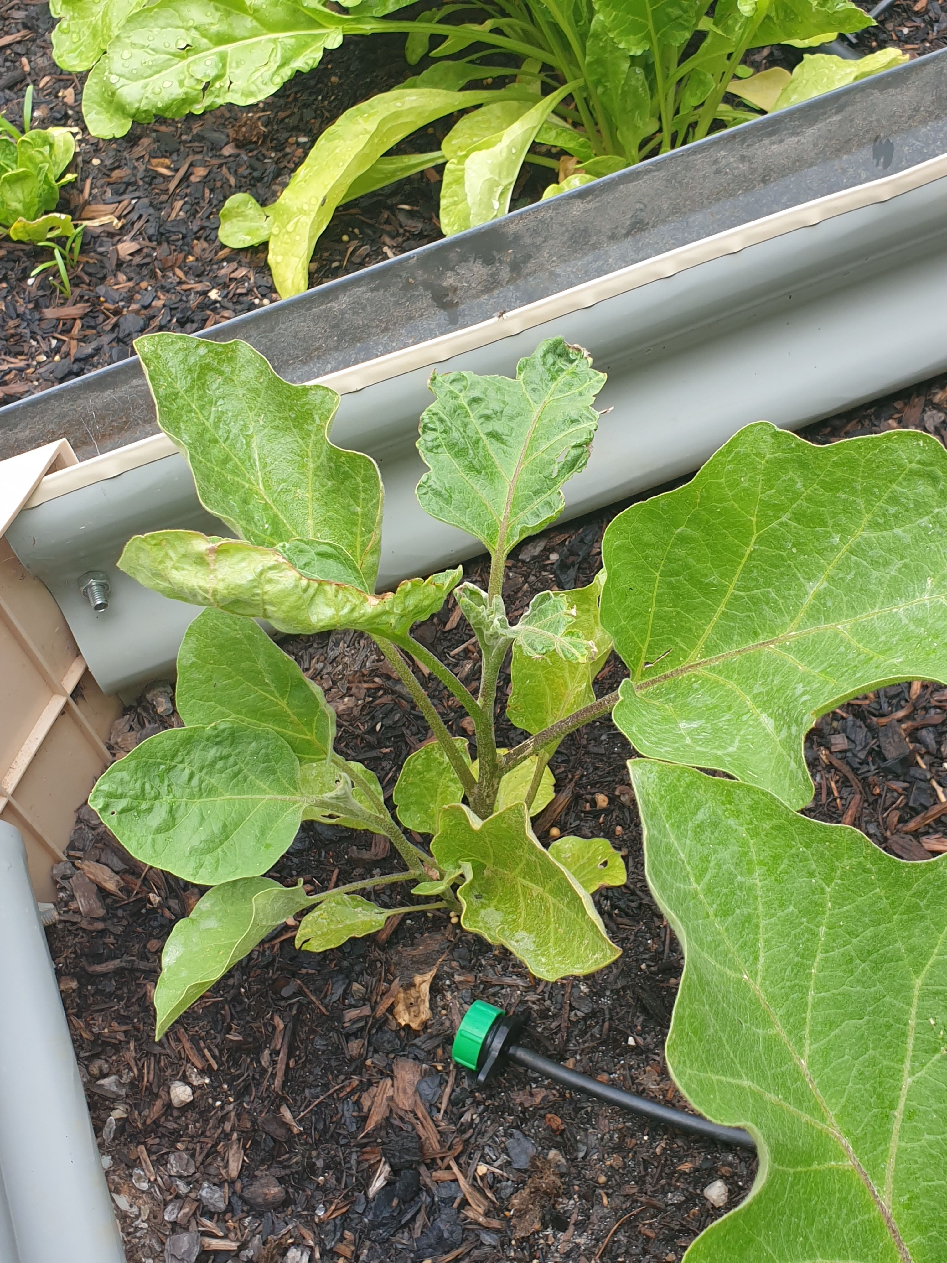 Solved How to care for drying eggplant? Bunnings community