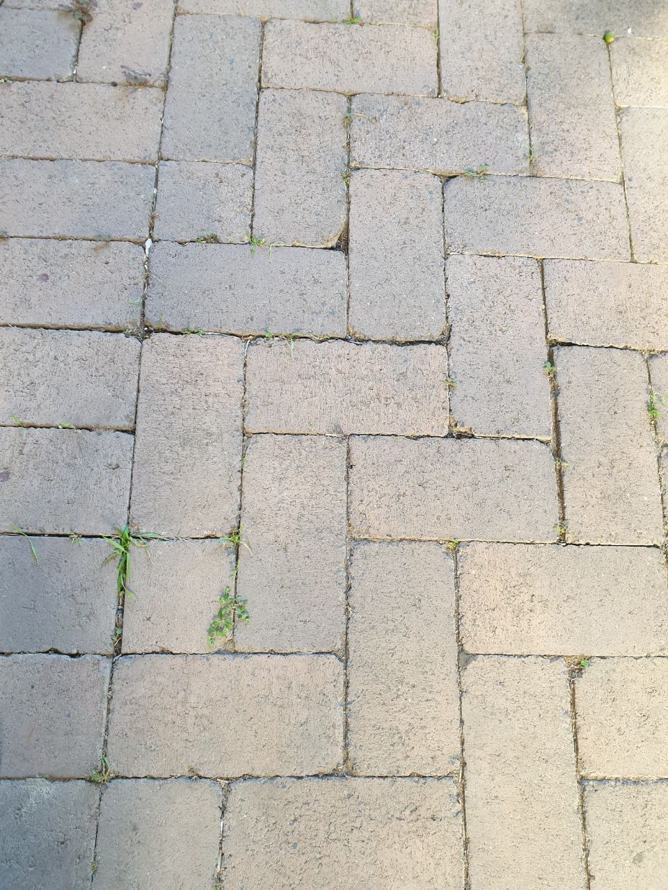 How to fill gaps between paver bricks to... Bunnings community
