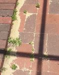 PavingWeeds.jpeg