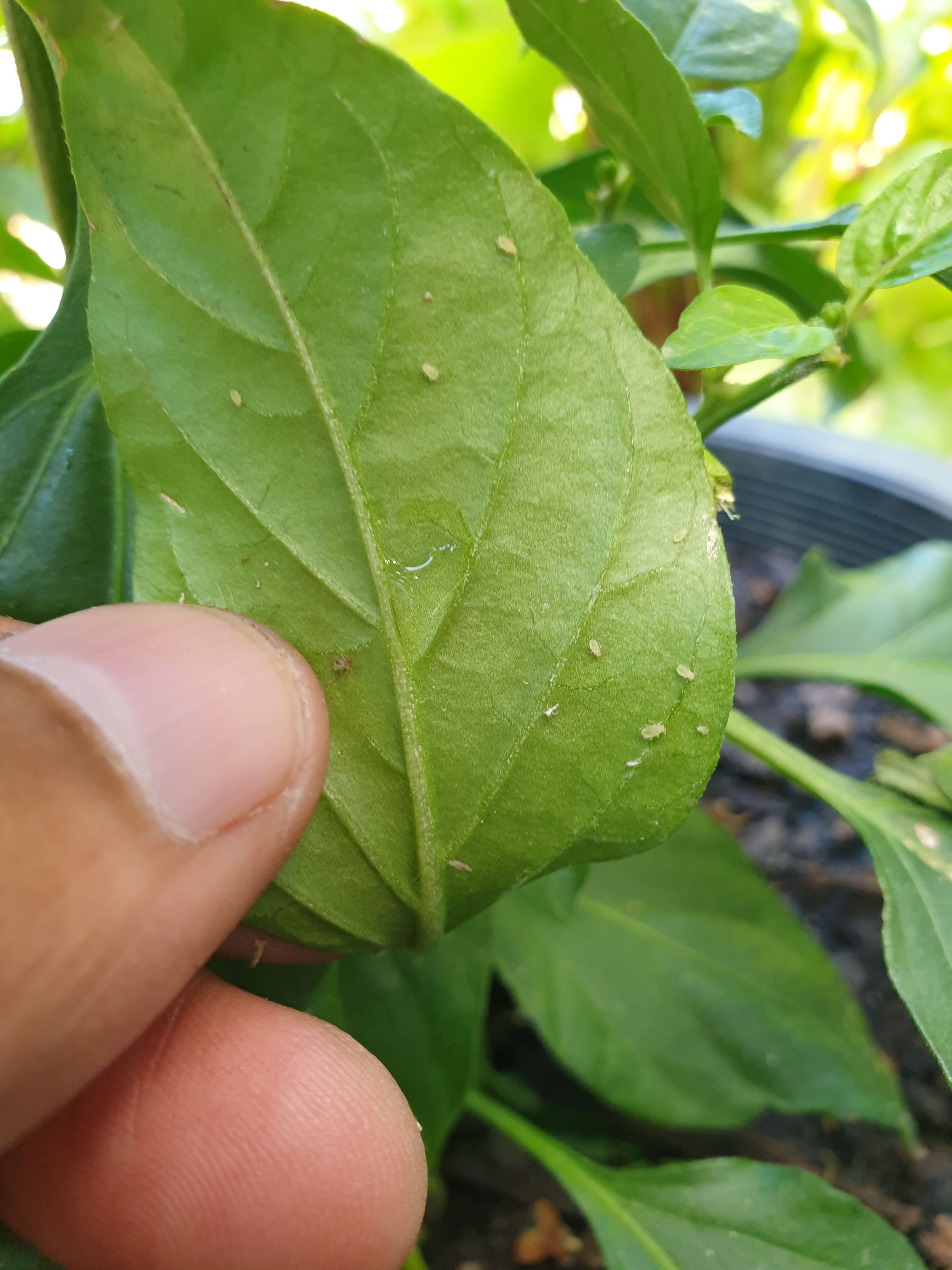 Solved Why are my chilli leaves moist? Bunnings community