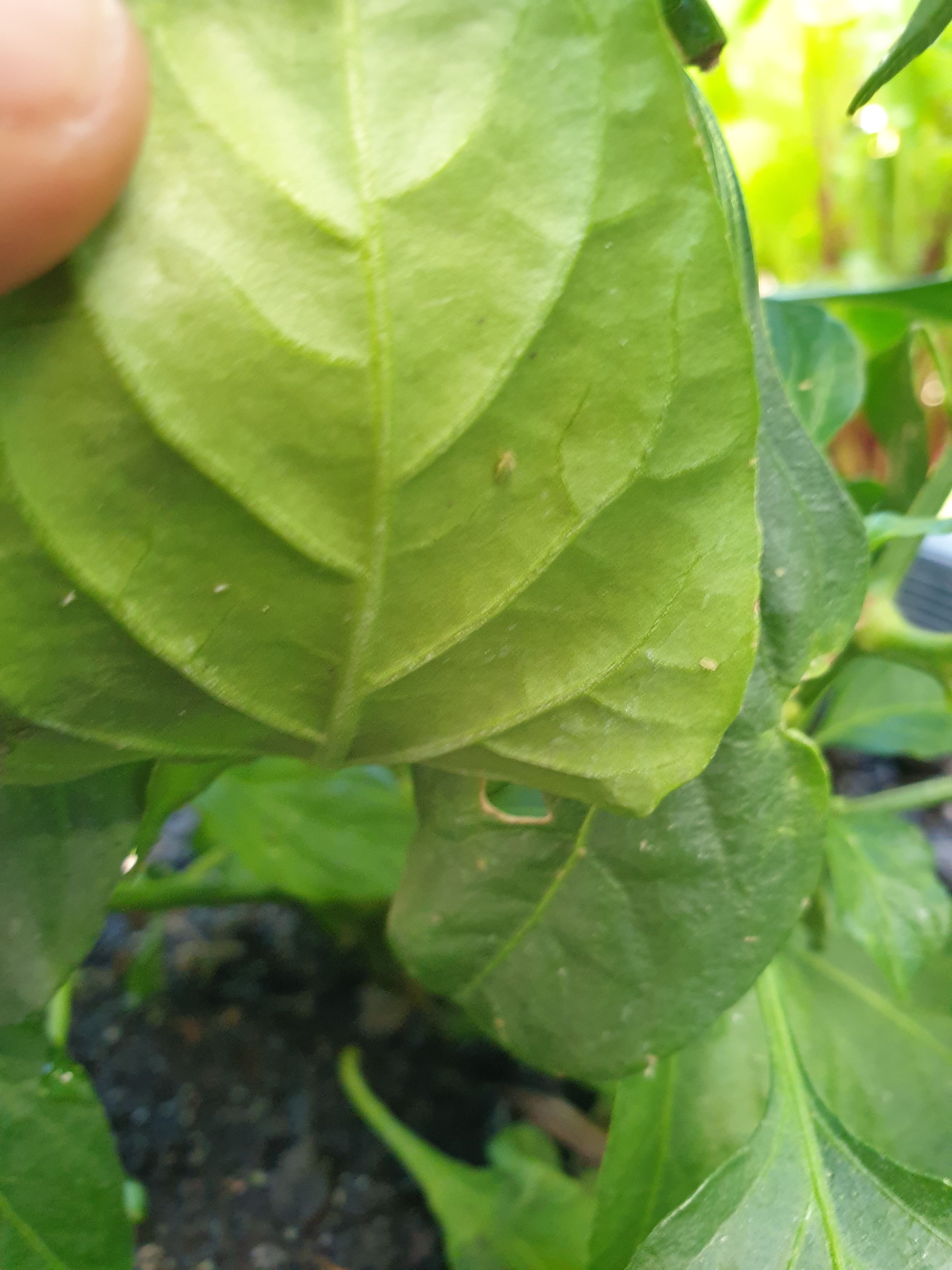 Solved Why are my chilli leaves moist? Bunnings community