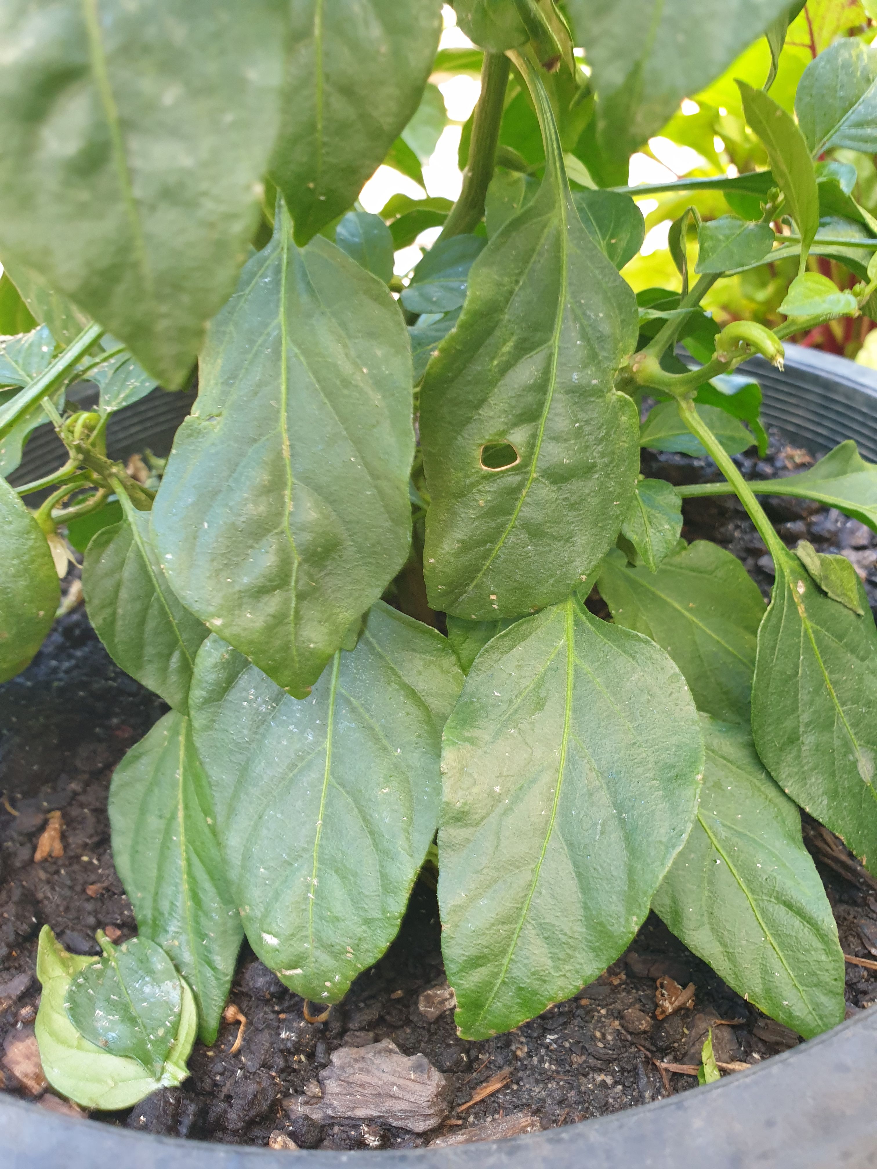 Solved Why are my chilli leaves moist? Bunnings community