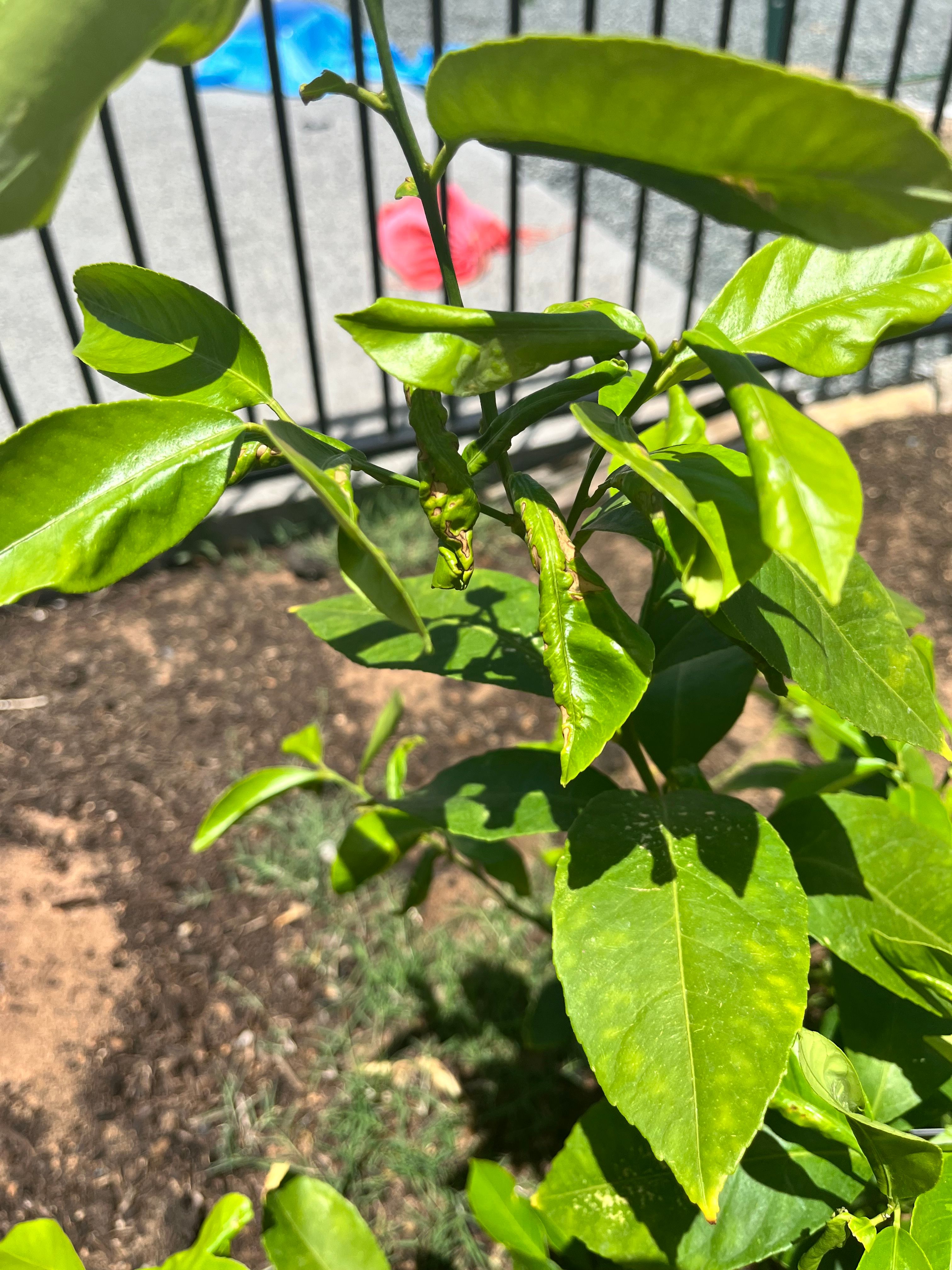 Why is my lemon tree growing leaves with... Bunnings community