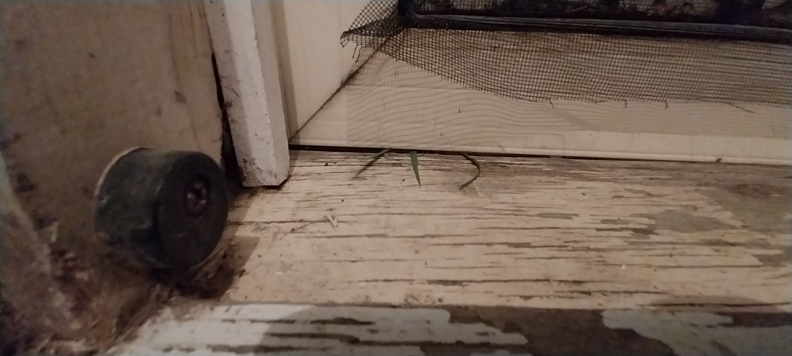 How to repair a waterdamaged door sill? Bunnings community