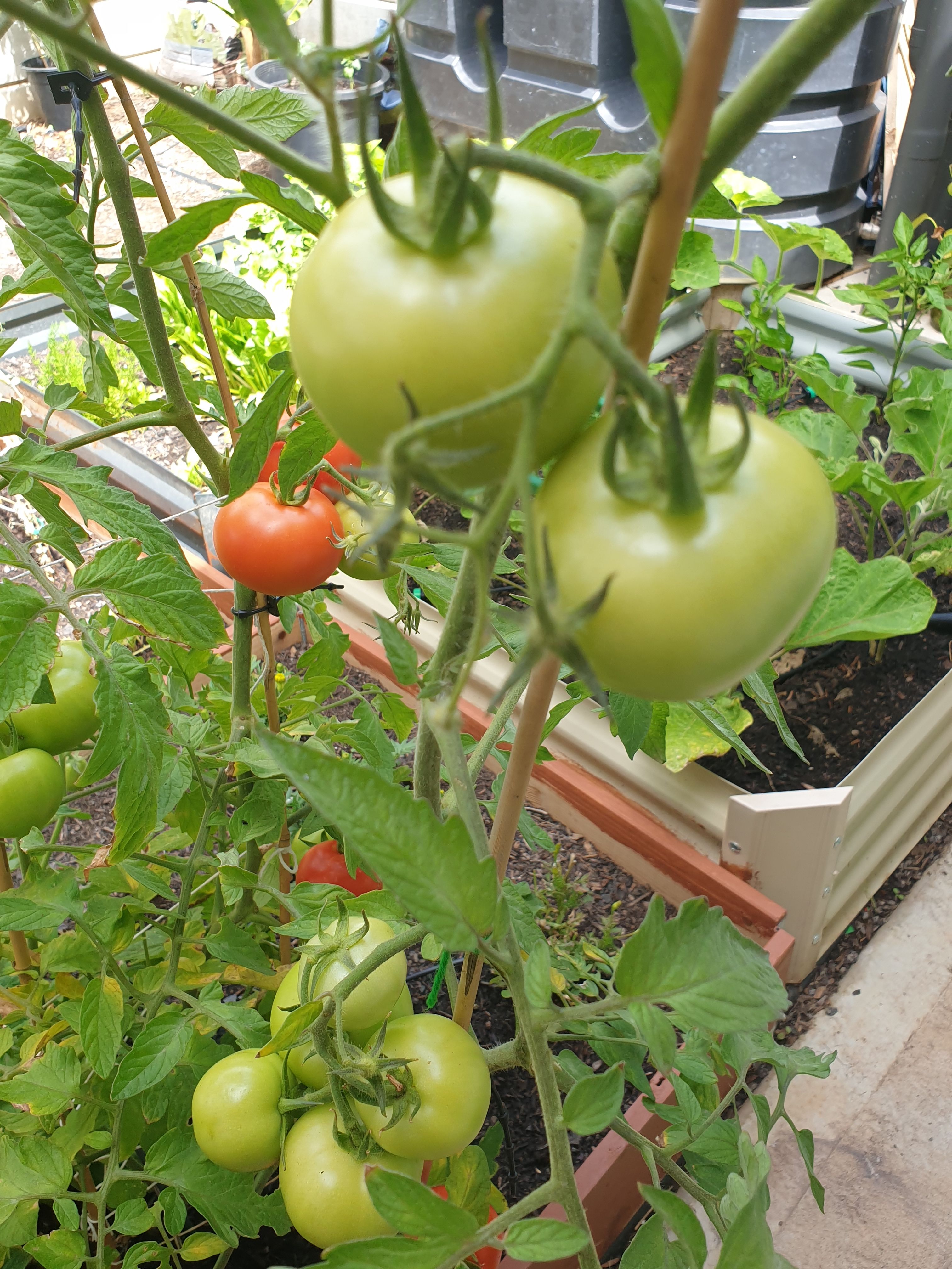 Solved Why are my tomato plants not growing mor... Page 2 Bunnings