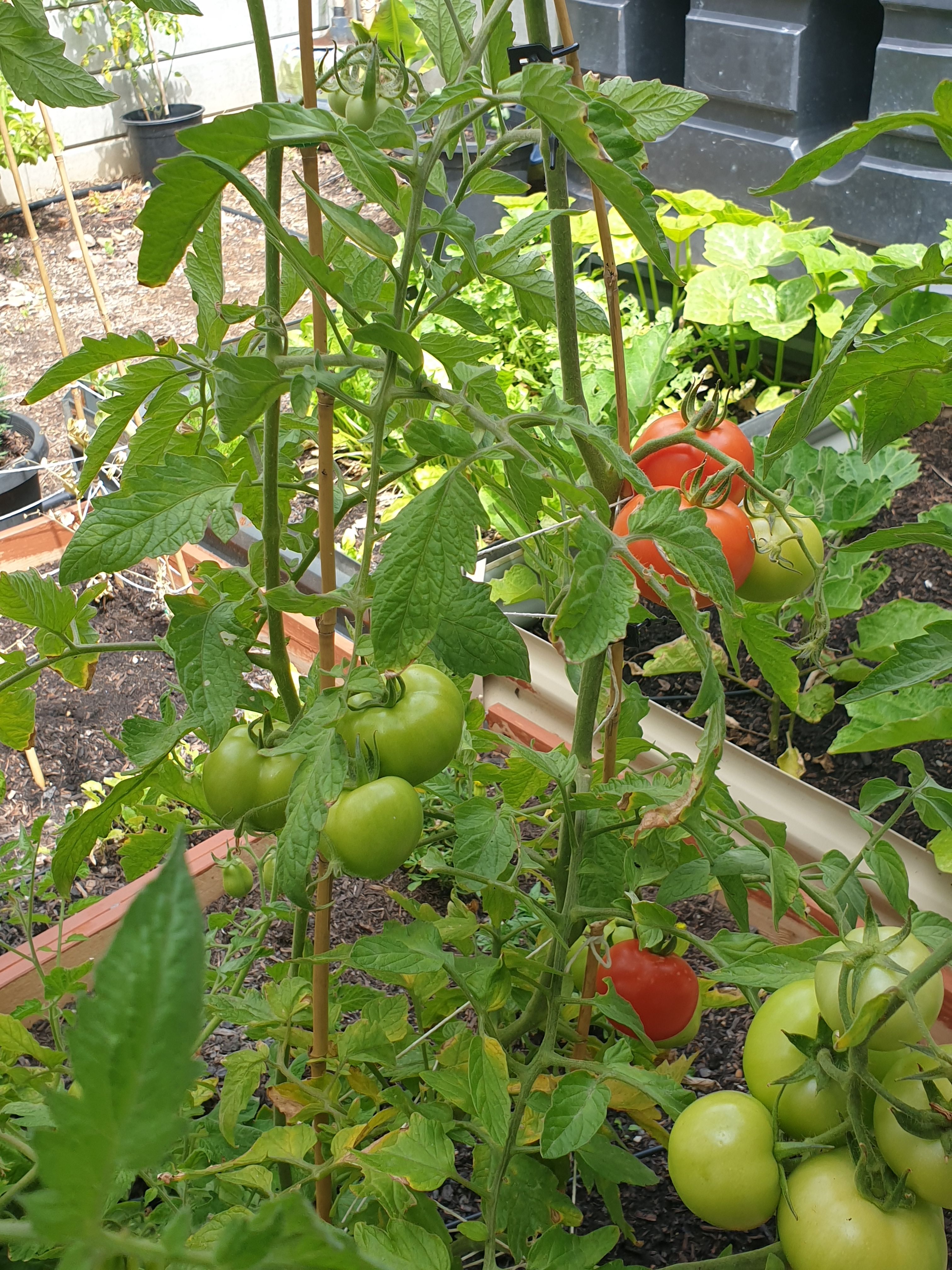 Solved Why are my tomato plants not growing mor... Page 3 Bunnings