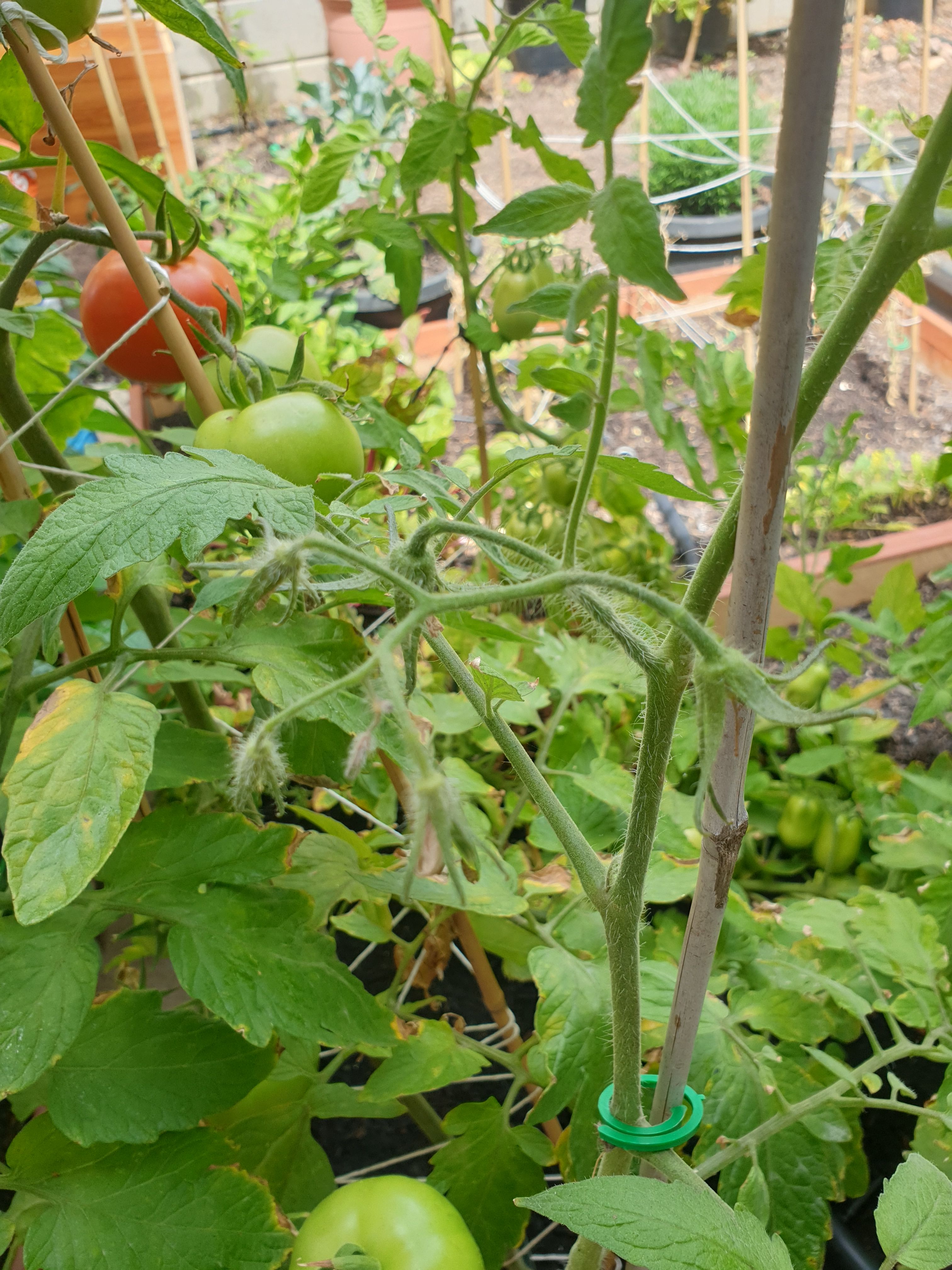 Solved Why are my tomato plants not growing mor... Page 3 Bunnings