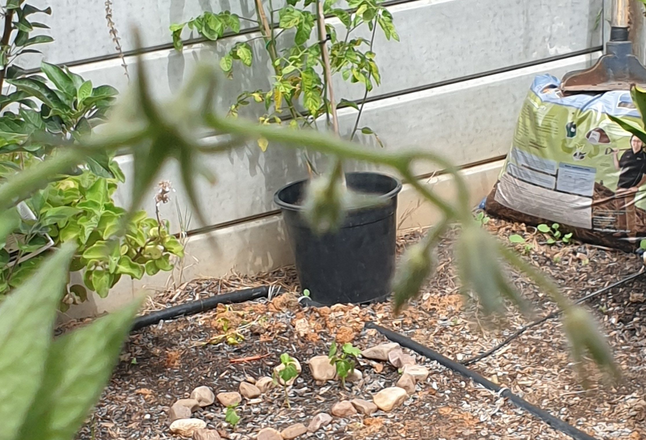 Solved Why are my tomato plants not growing mor... Bunnings
