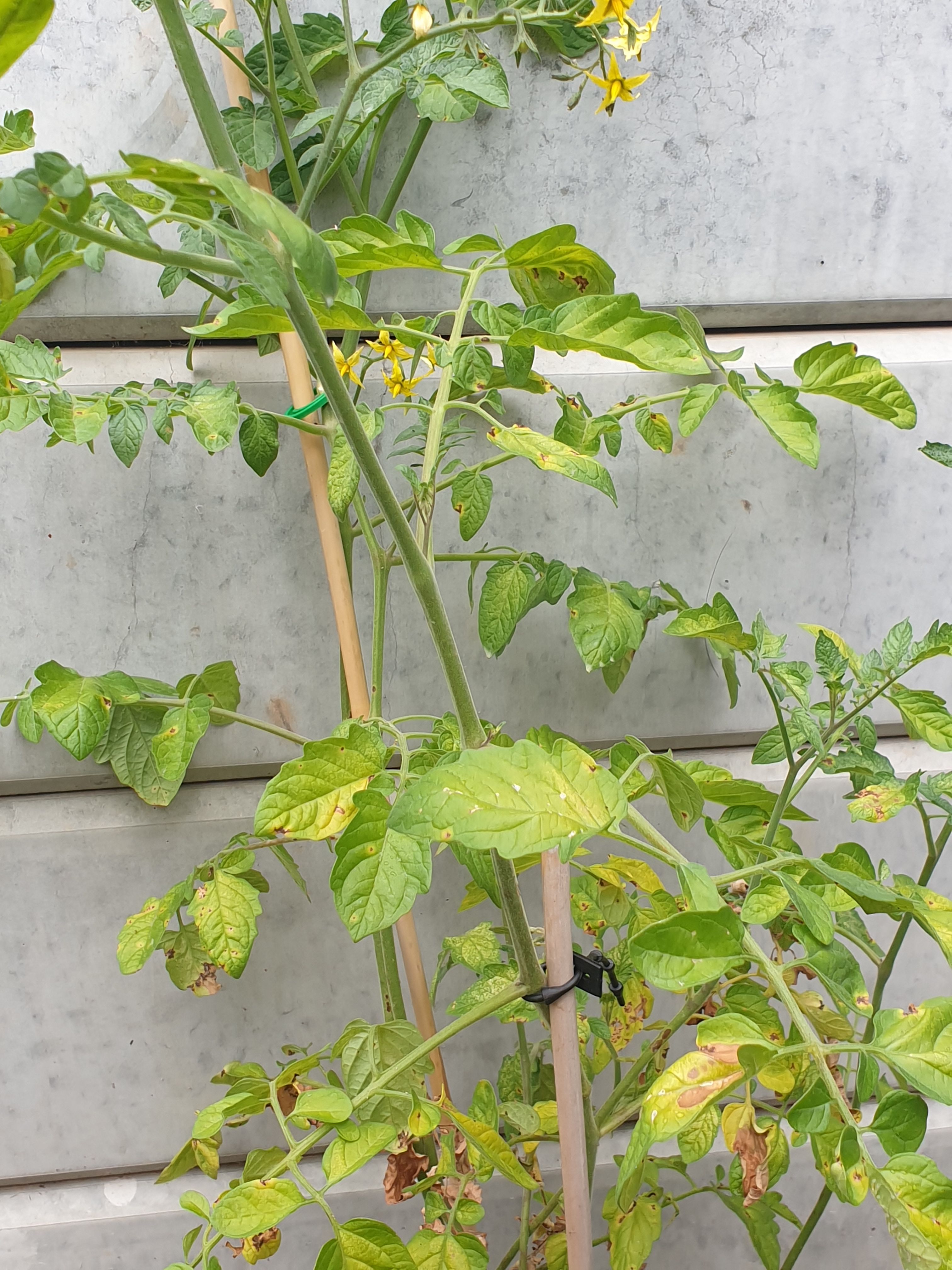 Solved Why are my tomato plants not growing mor... Page 2 Bunnings