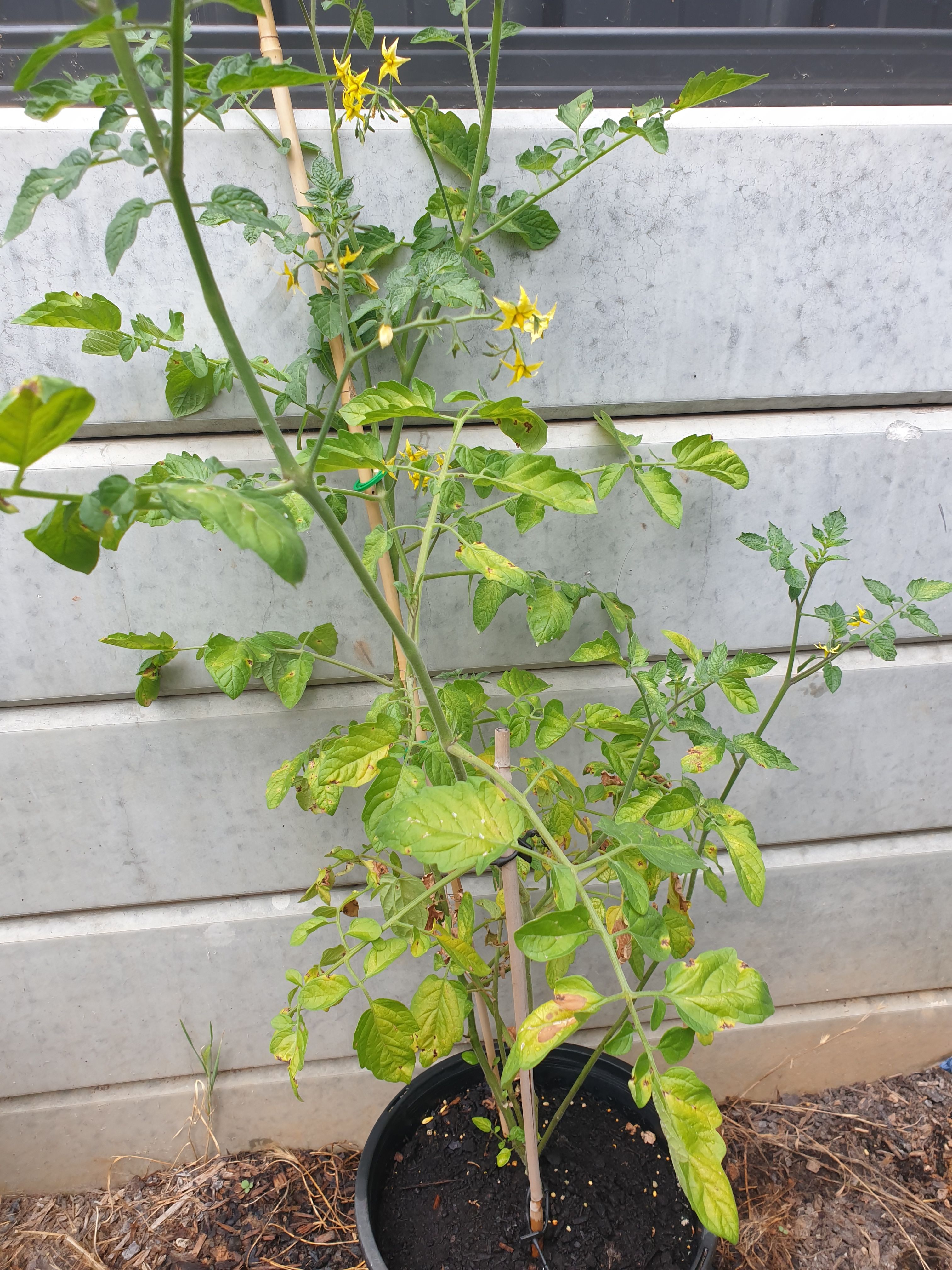 Solved Why are my tomato plants not growing mor... Page 2 Bunnings