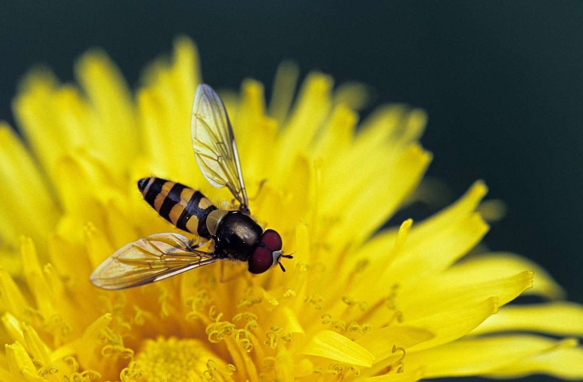Hoverfly adult.jpg