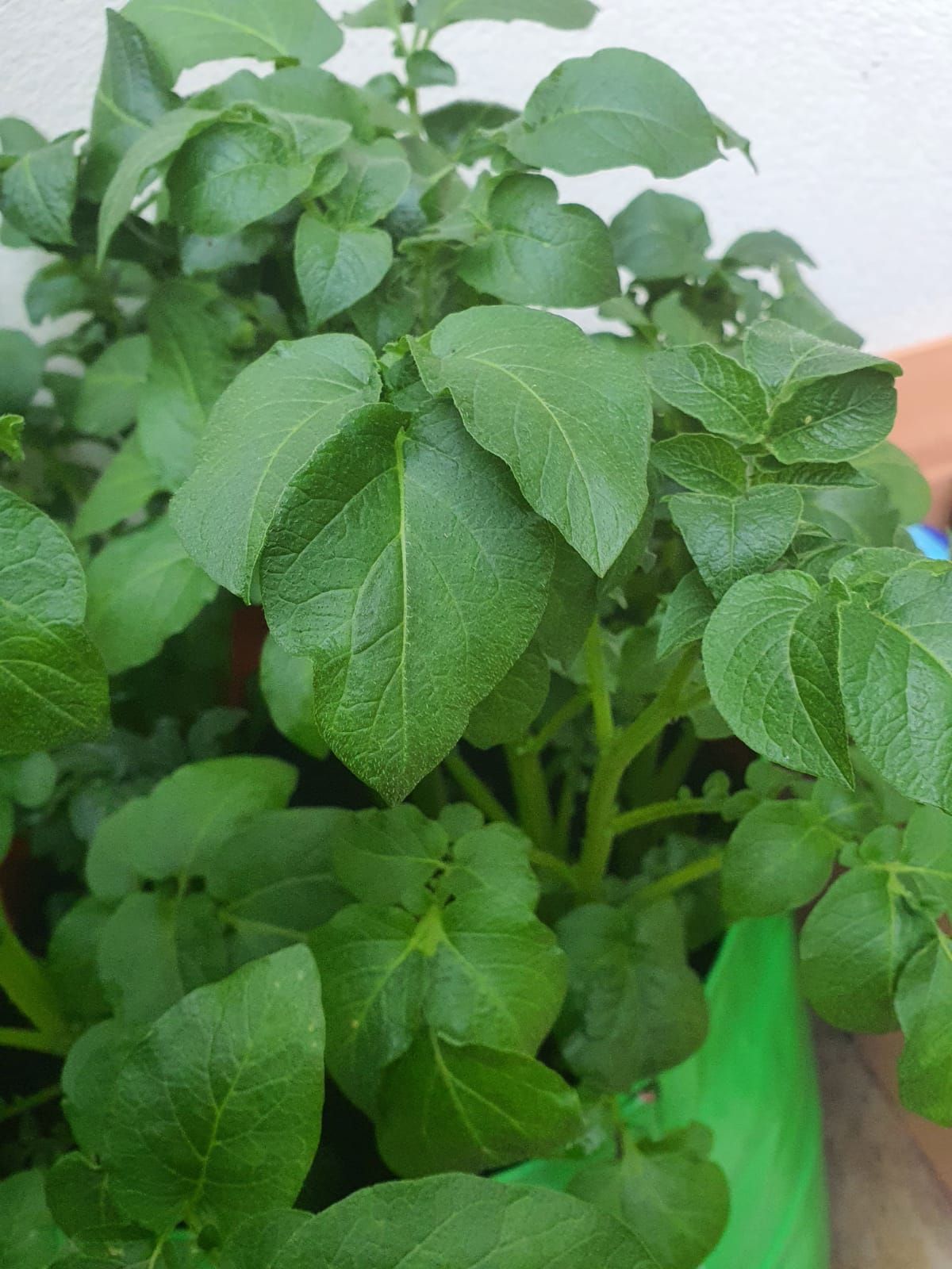 When to harvest potatoes? Bunnings community