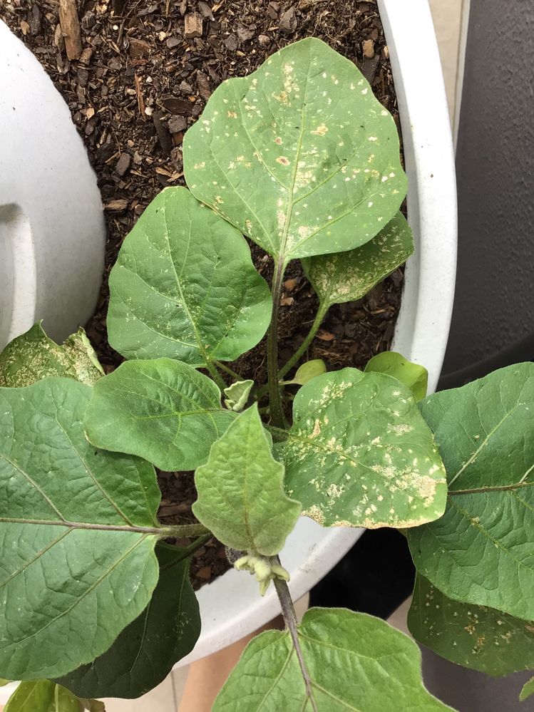 Eggplant with white and brown spots