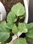 Eggplant with white and brown spots