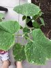 Cucumber with white dots