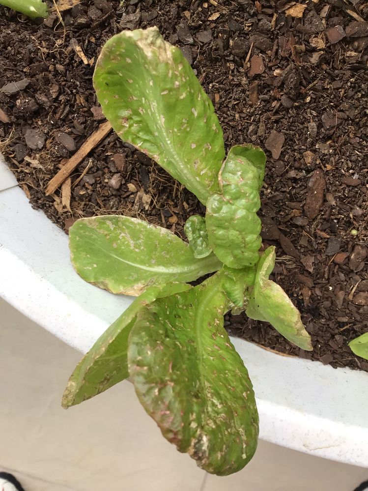 Lettuce with brown marks
