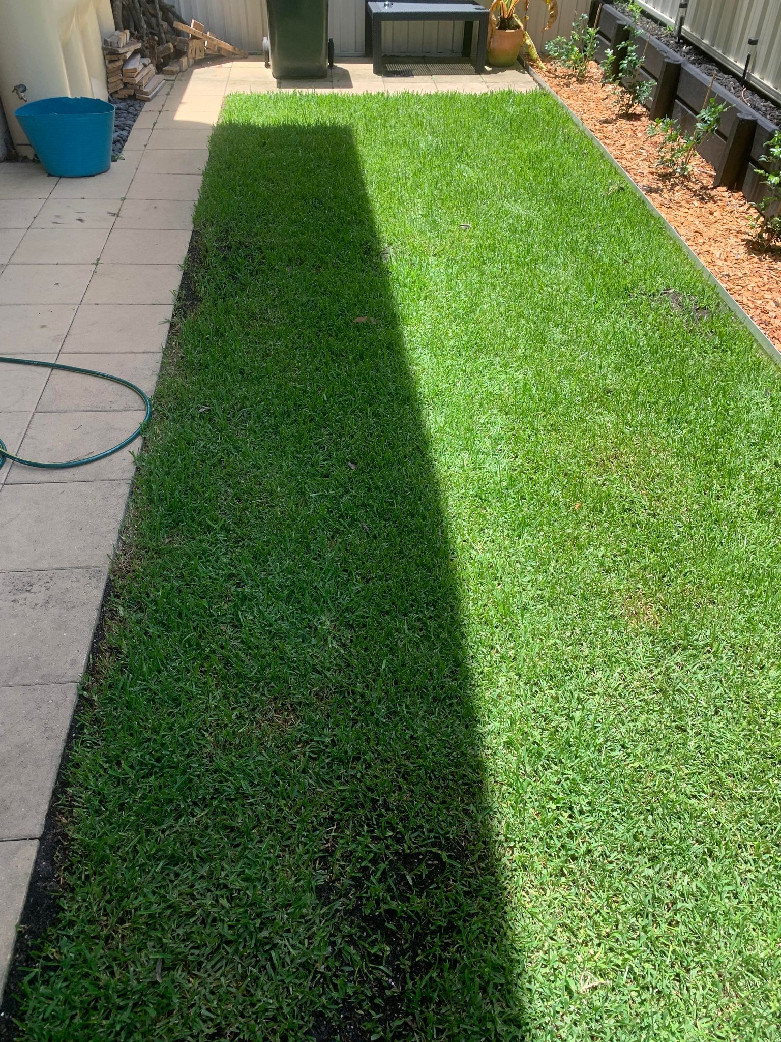 How to treat infected buffalo grass? Bunnings community