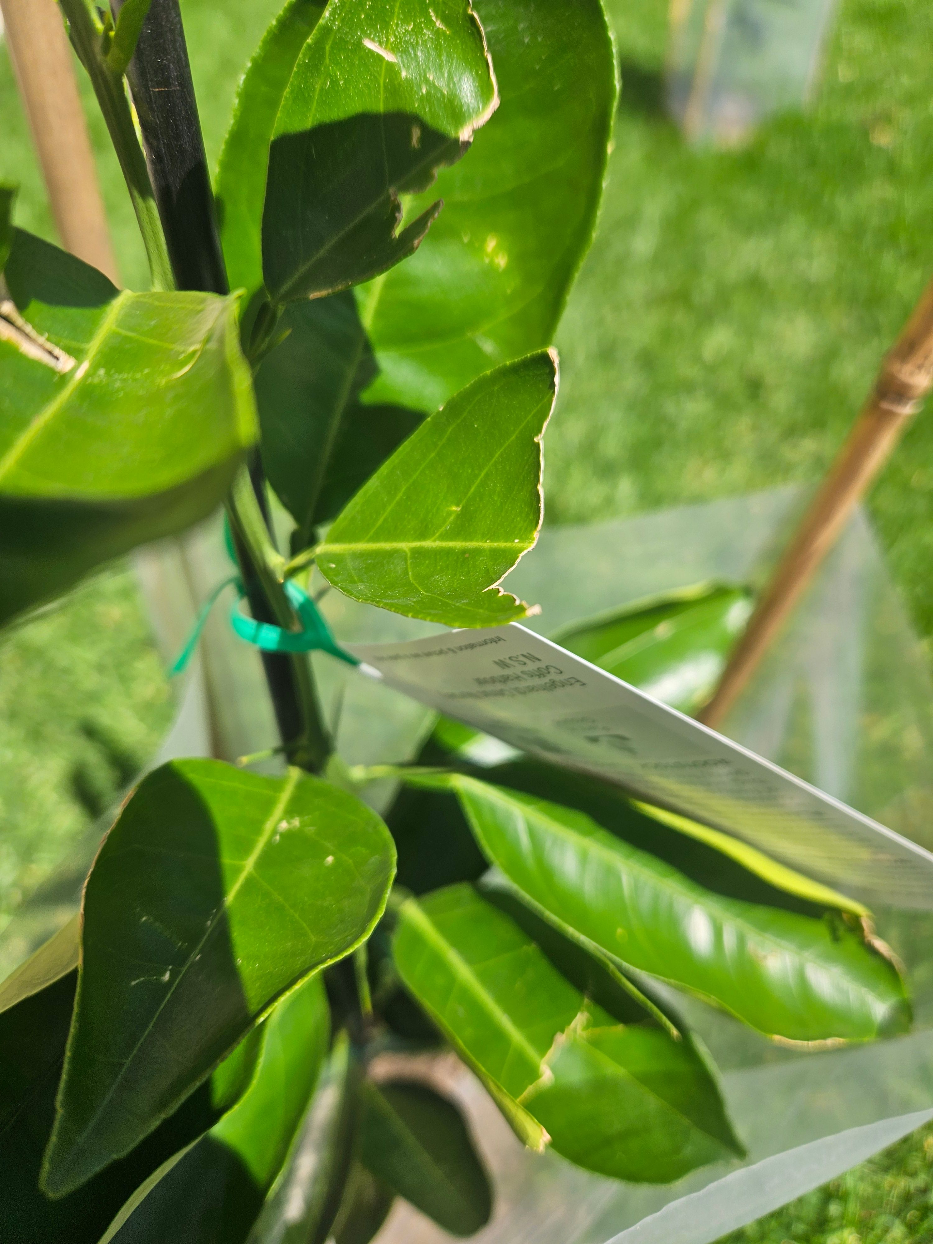 Solved How to get rid of bugs on citrus plants? Bunnings