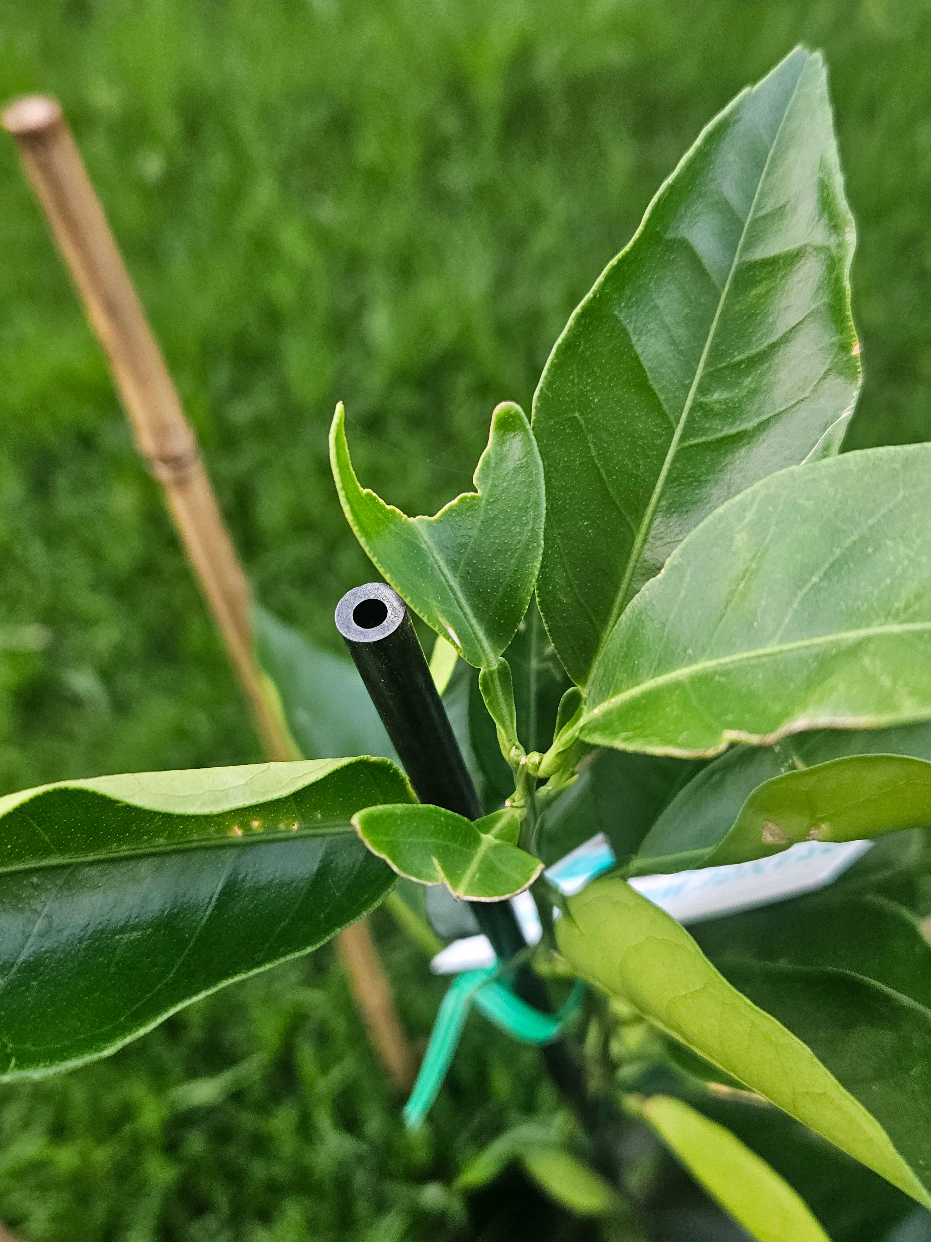 Solved How to get rid of bugs on citrus plants? Bunnings