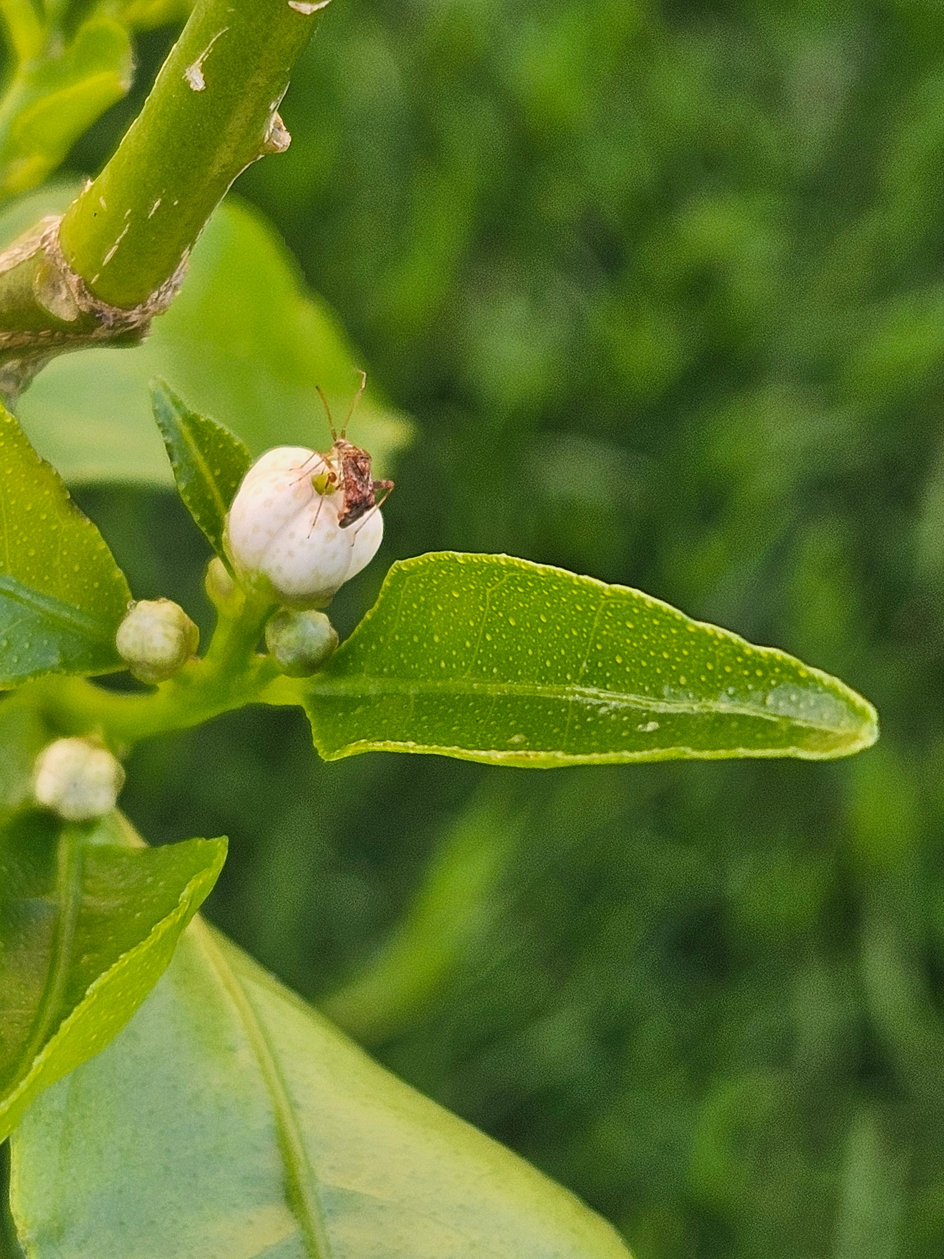 Solved How to get rid of bugs on citrus plants? Bunnings