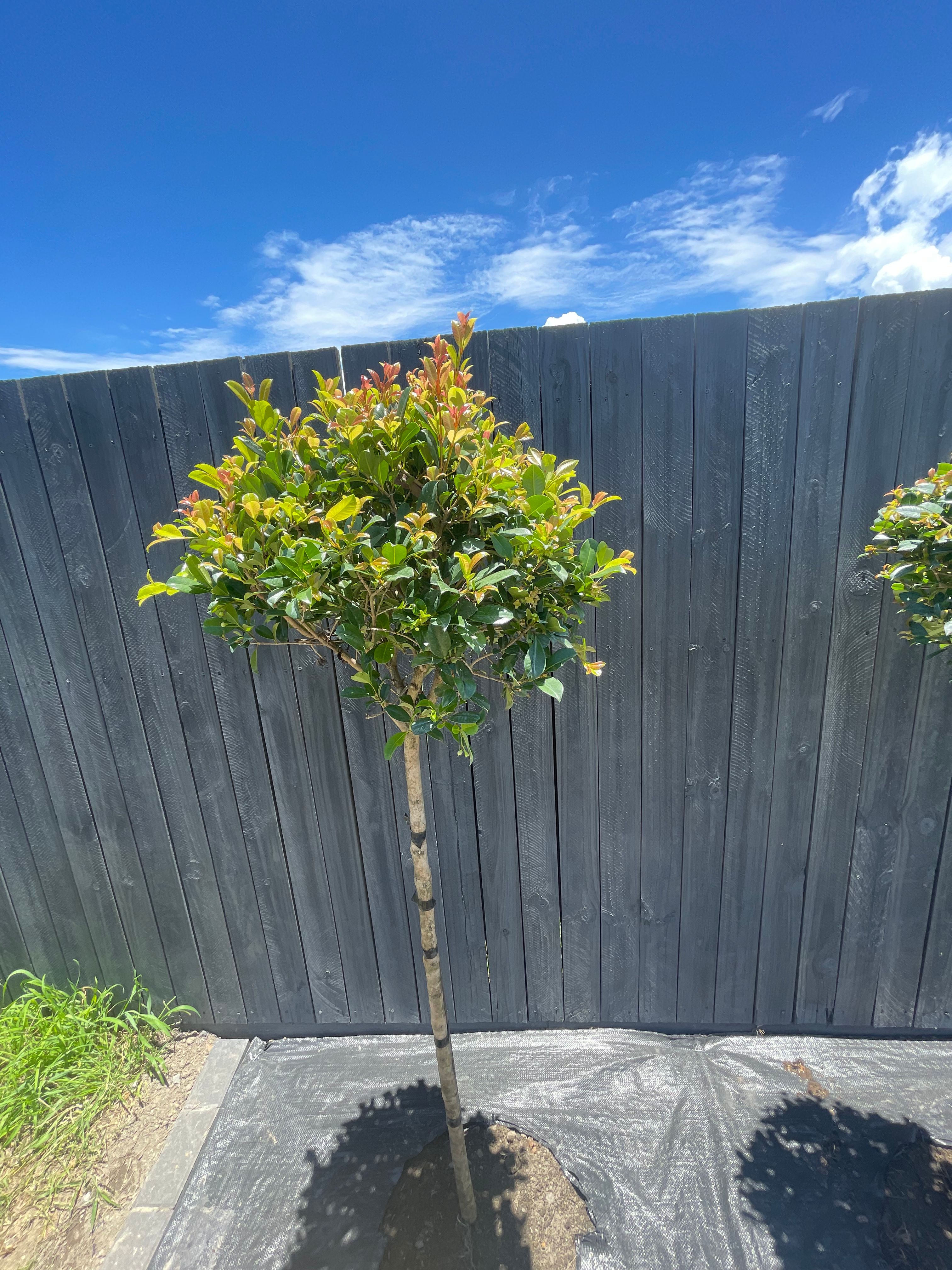 Why is my lilly pilly topiary drooping? Bunnings community
