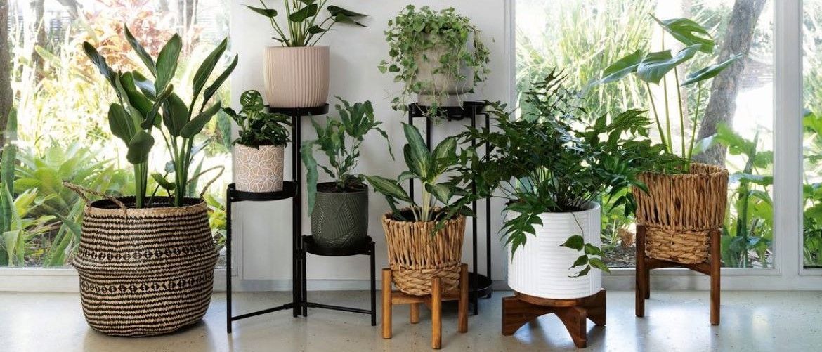 How to style indoor plants.jpg