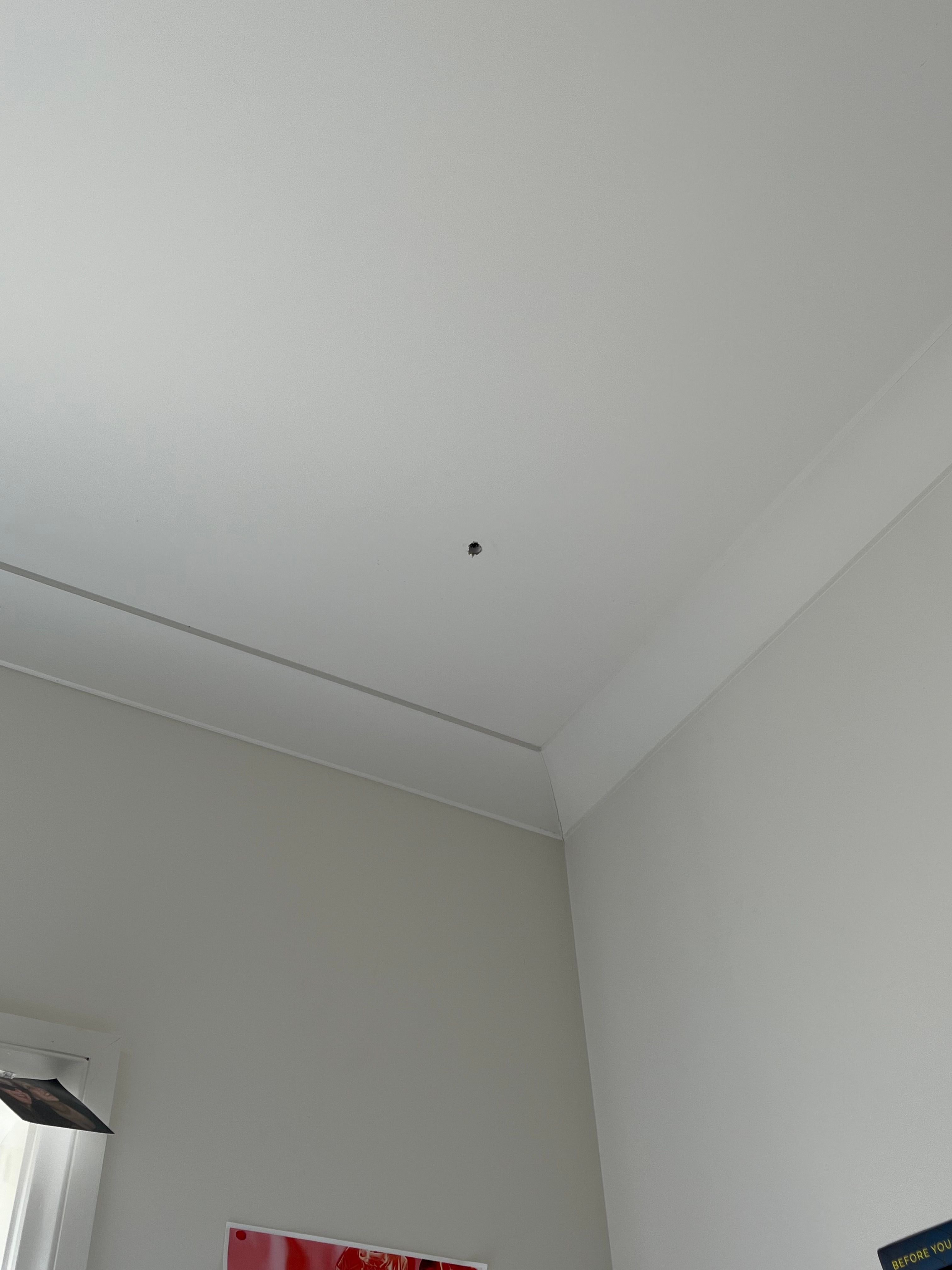 How to hang a plant from the ceiling? Bunnings community