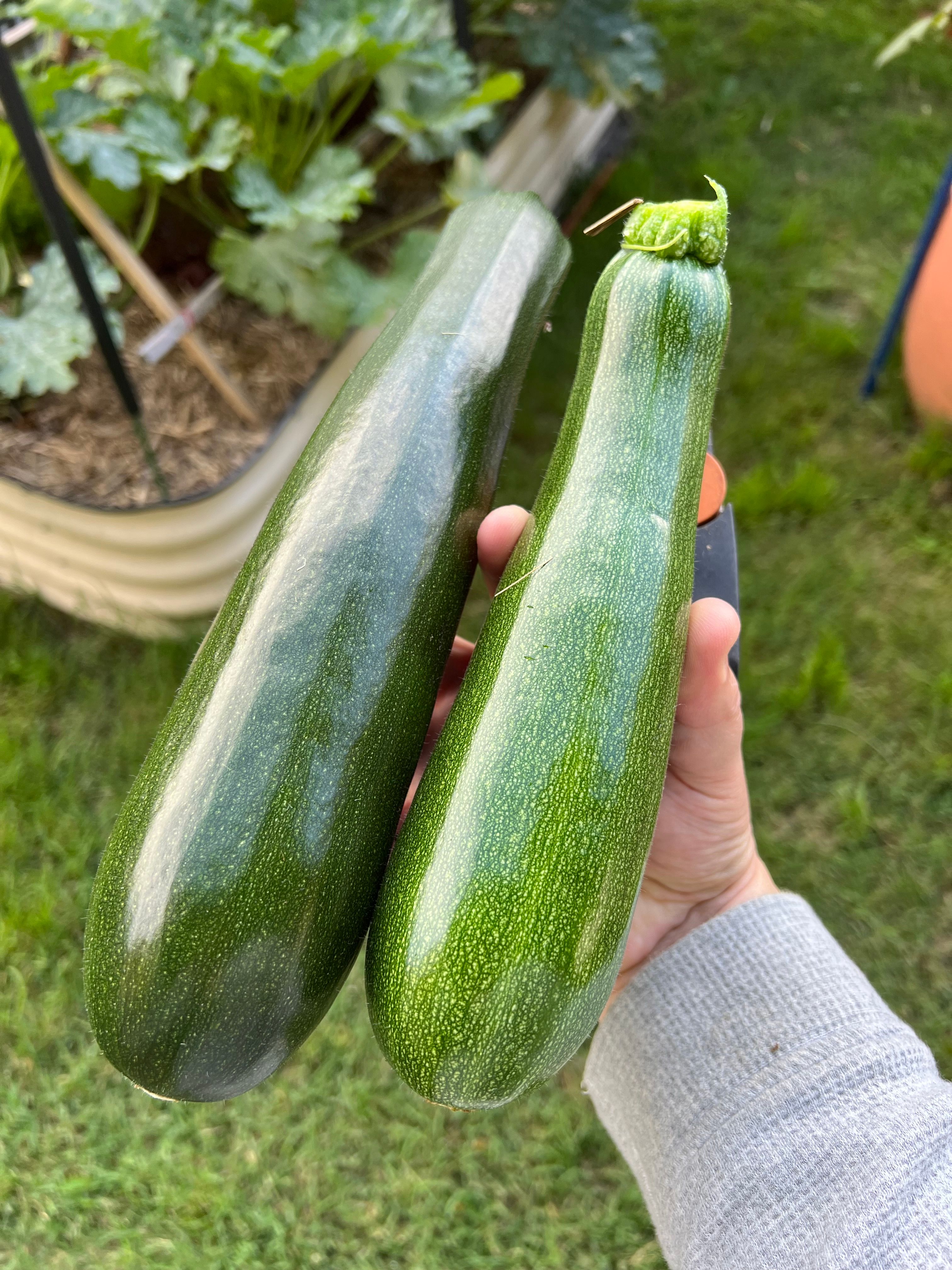 What is causing our zucchini plant to ha... Bunnings community
