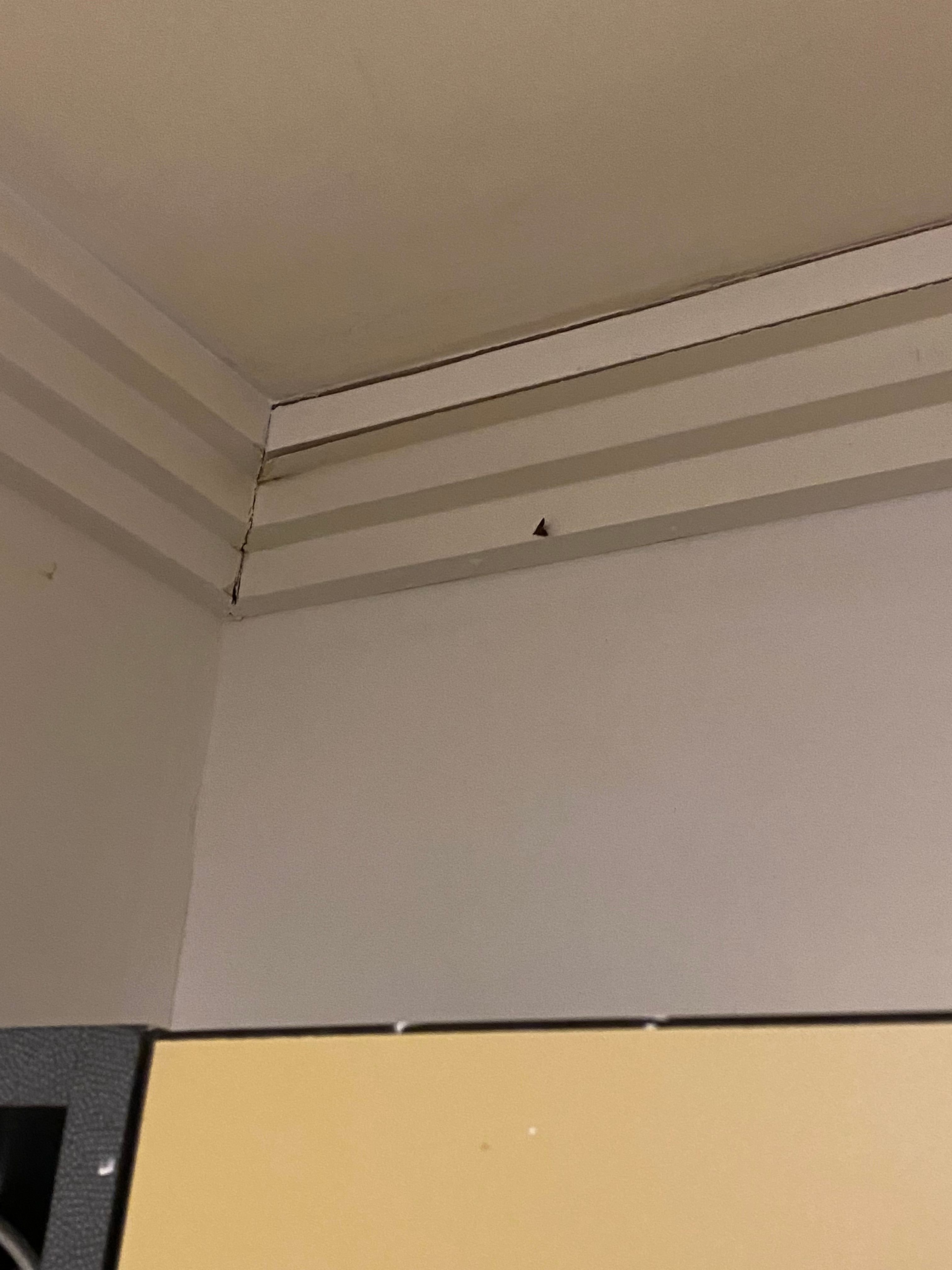 How to repair a triple cornice? Bunnings community