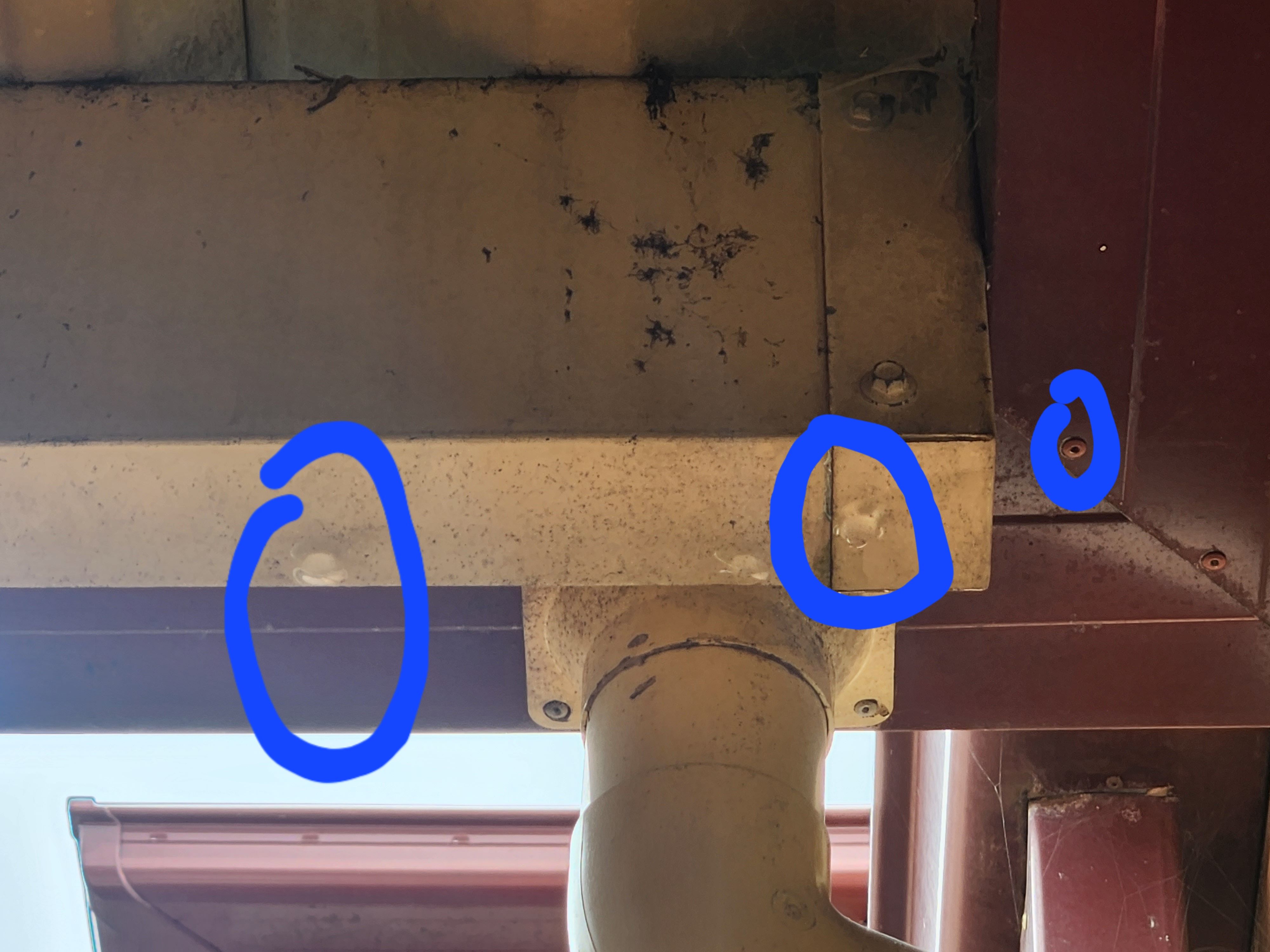 How to fix a leaking pergola? Bunnings community