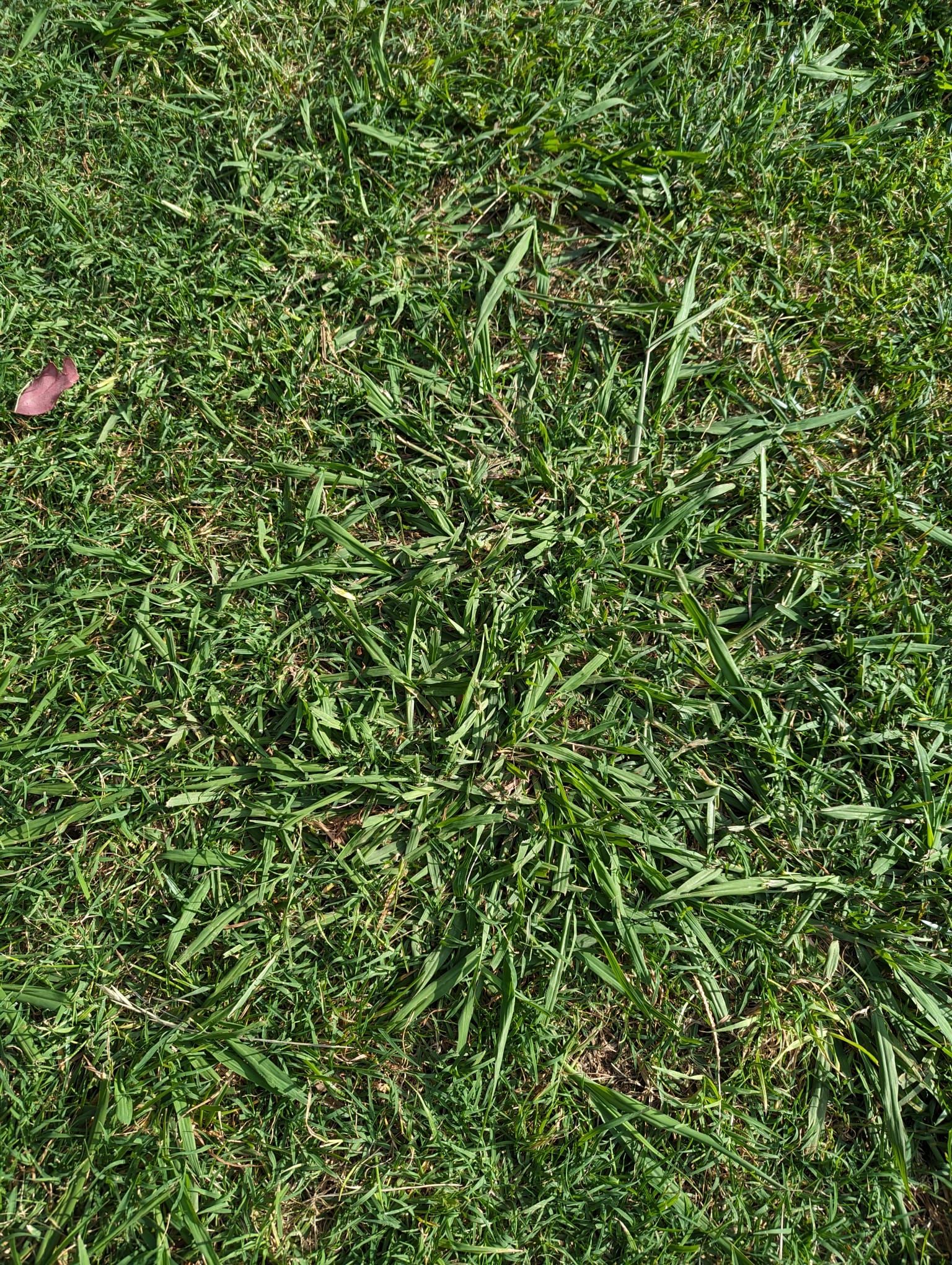 How to fix weedinfested lawn? Bunnings community