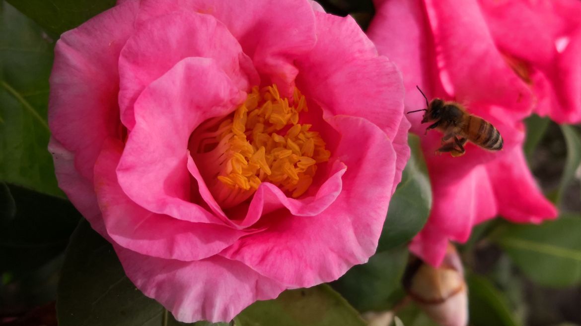 one of the hedges when flowering