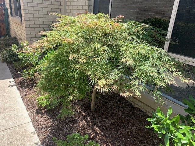 Weeping japanese maple - south side