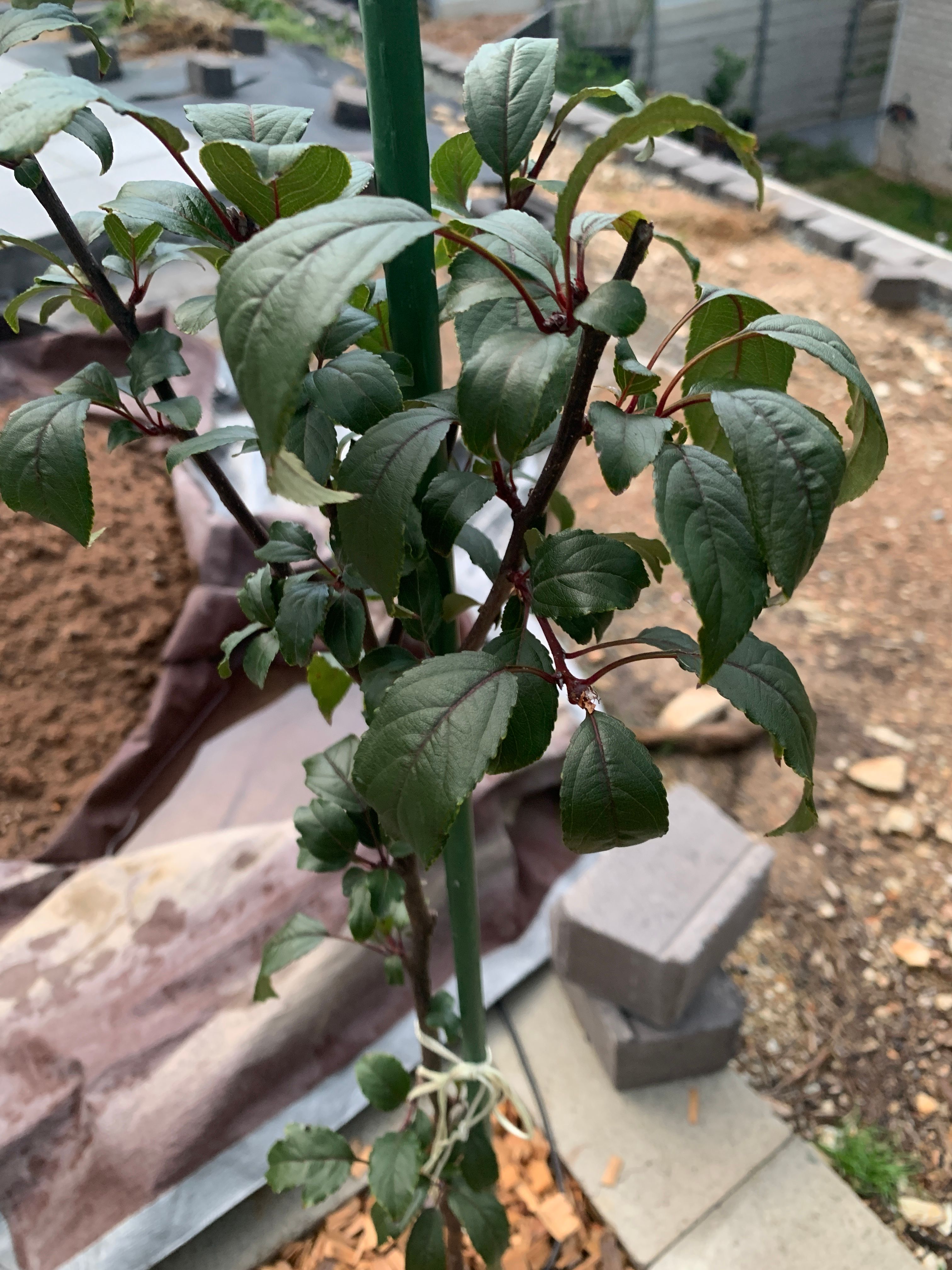 Why is my crabapple tree not growing? Bunnings community