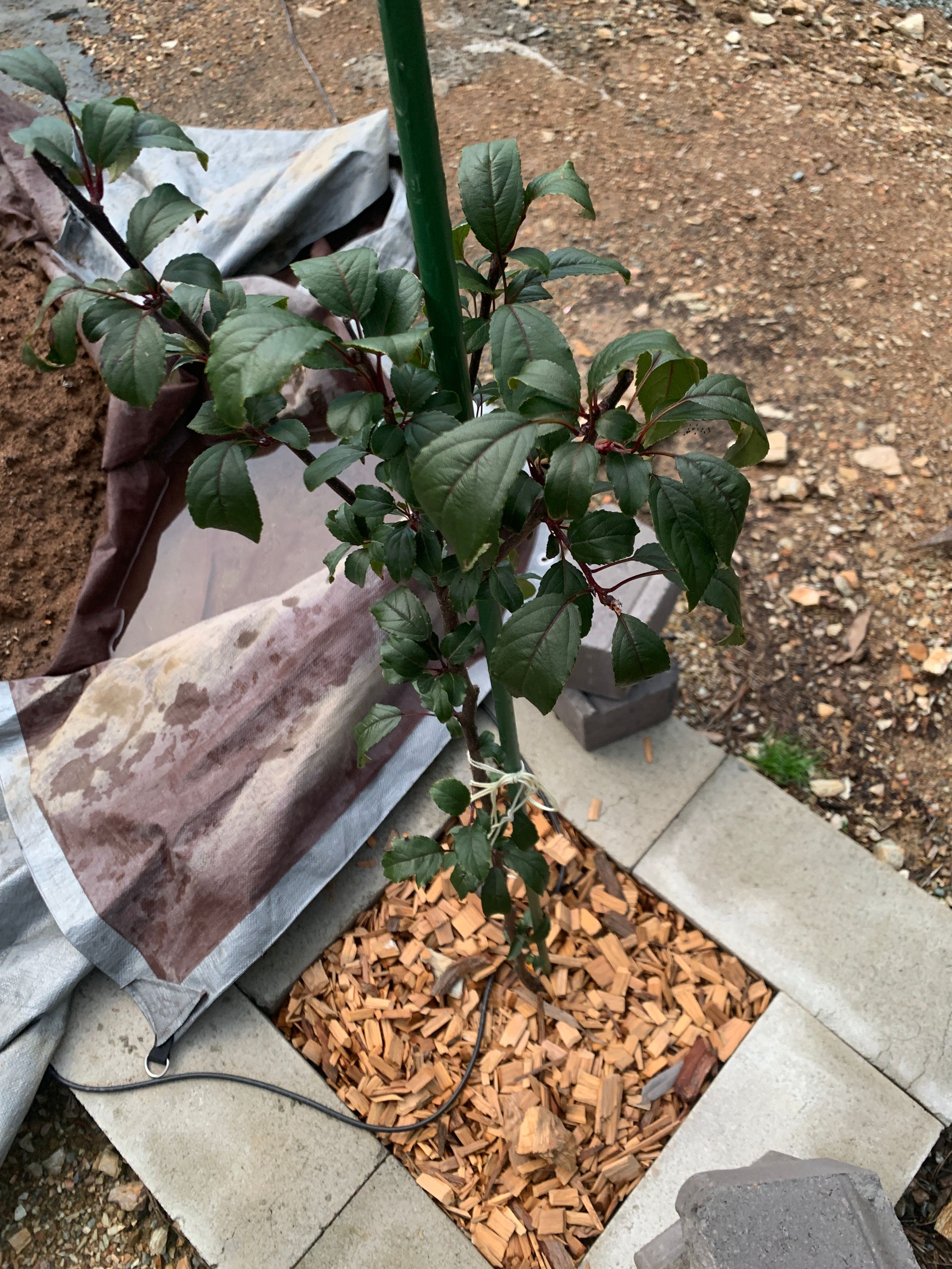 Why is my crabapple tree not growing? Bunnings community